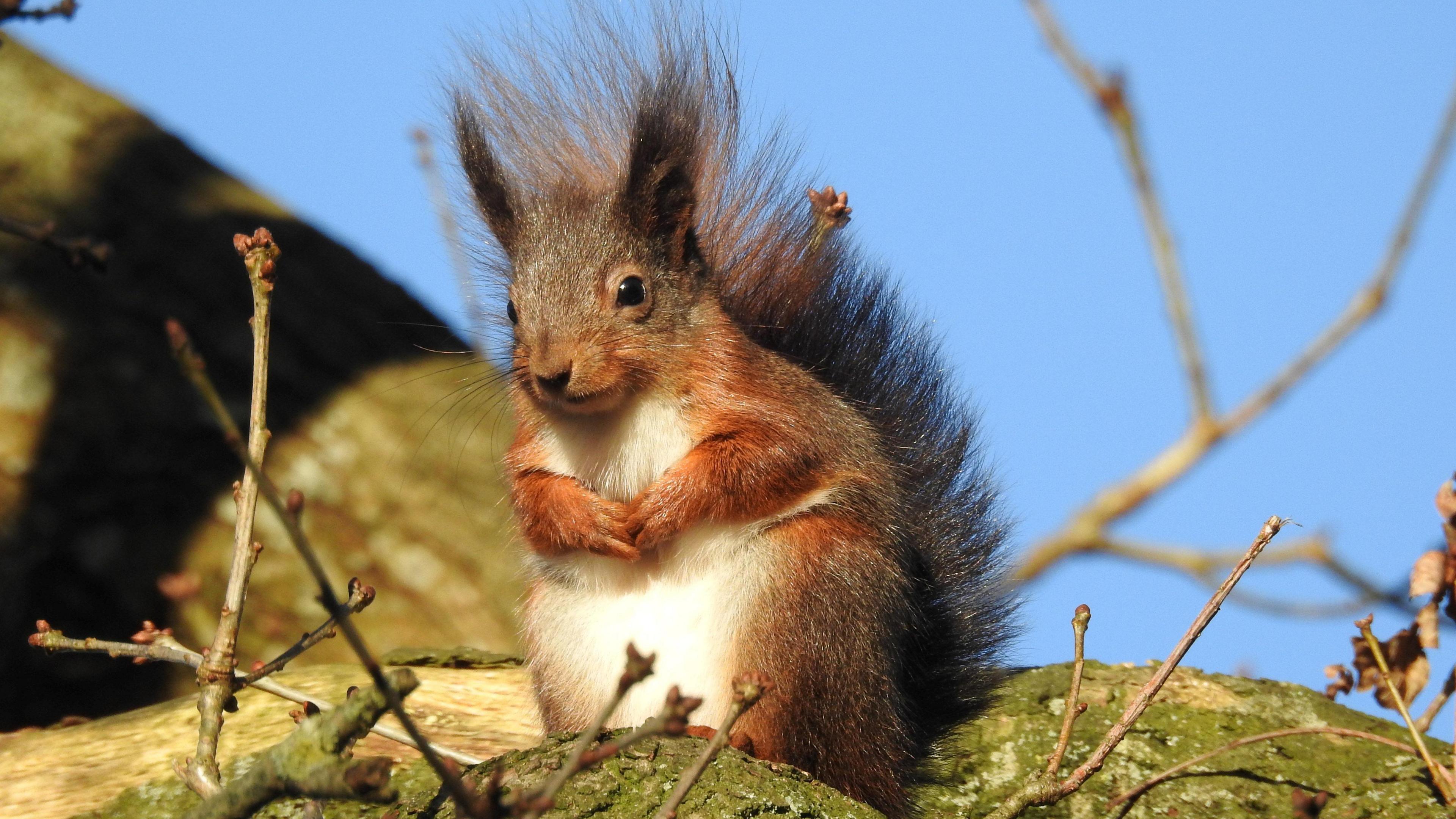 A red squirrel perched on a branch with its paws together. It is a gingery colour and has a bushy tail