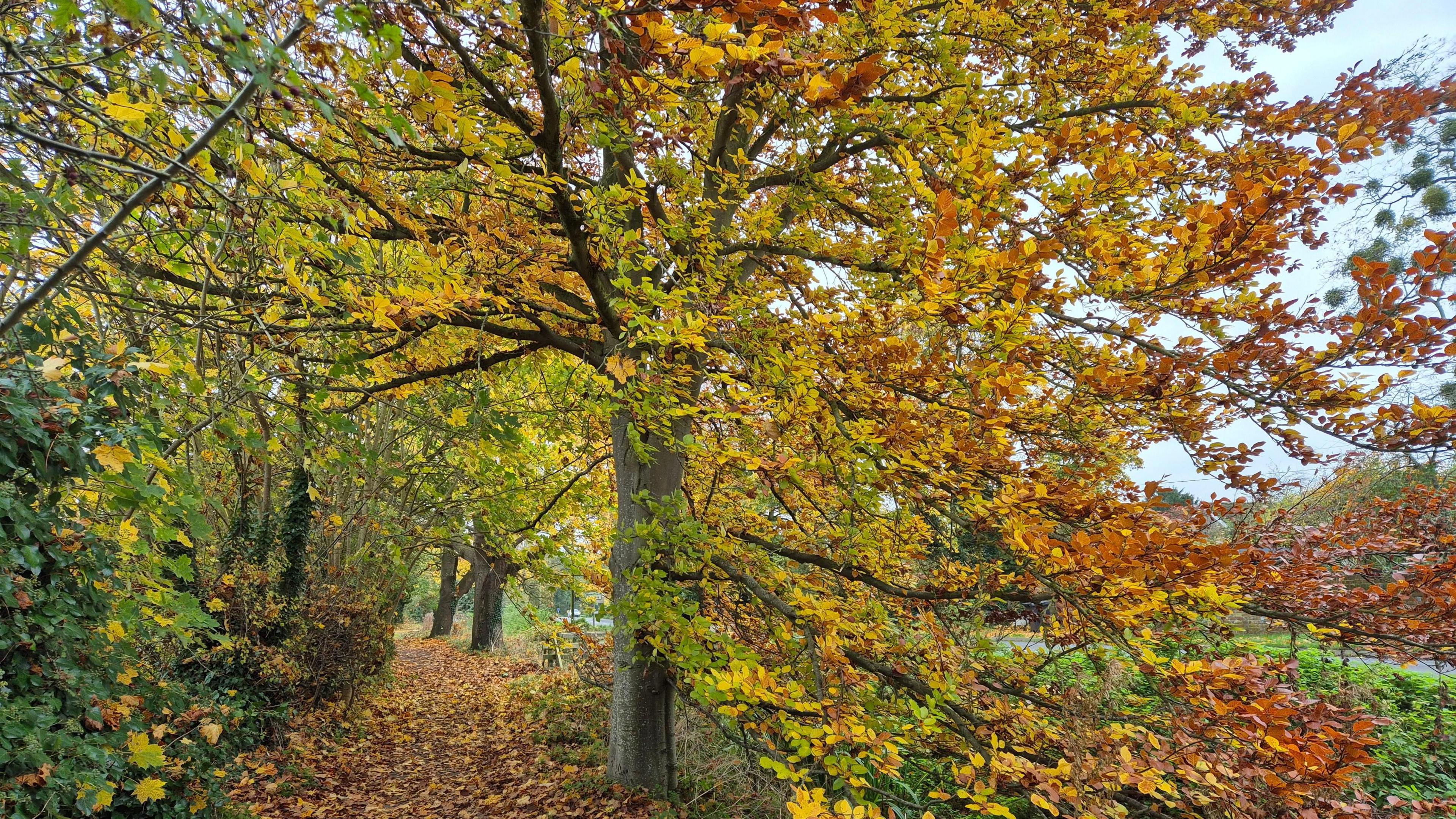 A path covered in brown fallen leaves has an arch of branches over it with trees lining each side. The trees are in full autumn colour with brown, yellow and orange leaves.