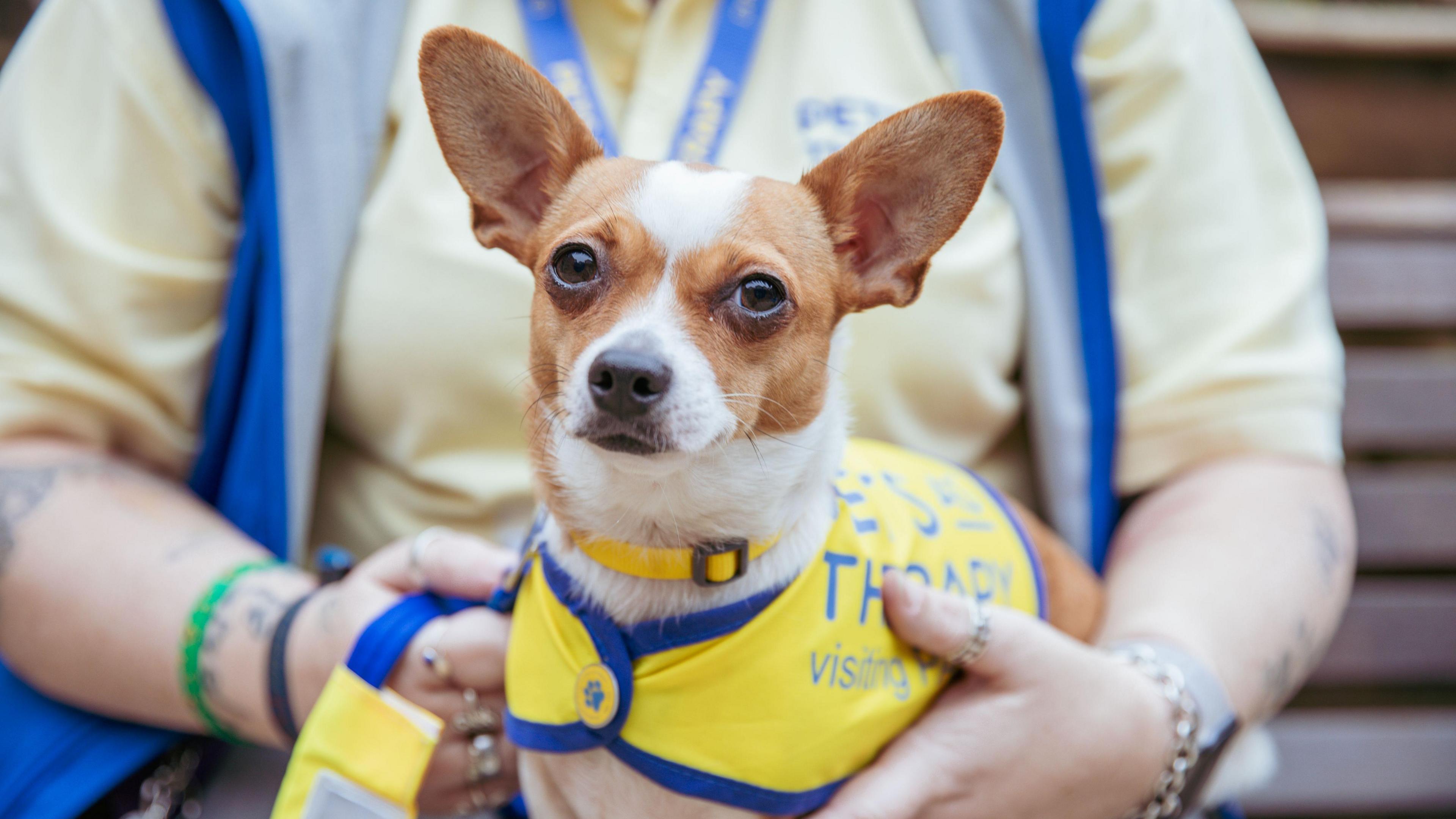 Therapy dog Tilly in her pets as therapy vest 