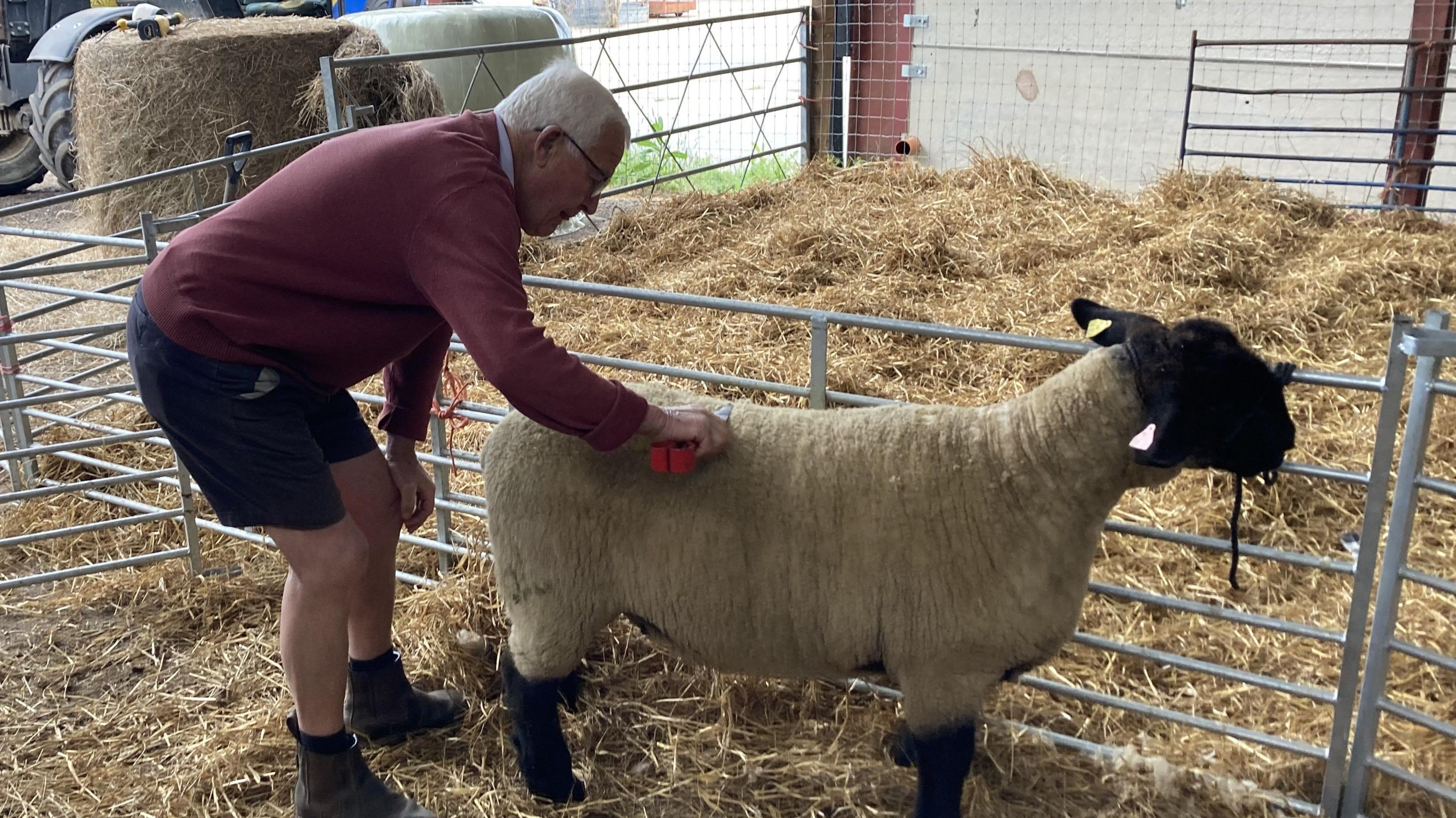 Mr Cobbald brushes the back of a sheep inside a pen. He is kneeling slightly over the sheep with an orange brush in hand. The pen is filled with straw.