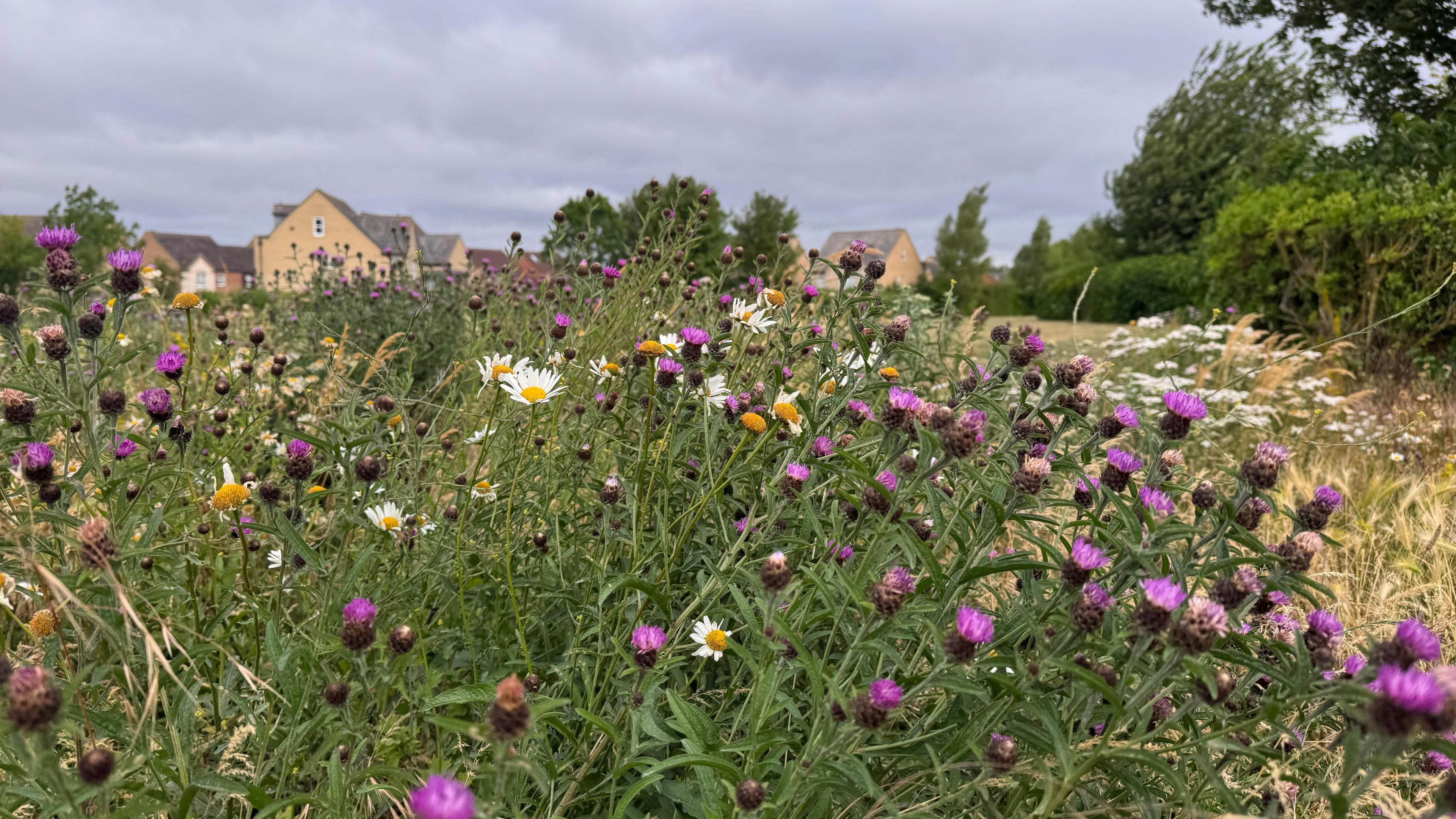 A close view of pink and white flowers standing on a field. Behind them is a stretch of land and some houses made from brown bricks. 