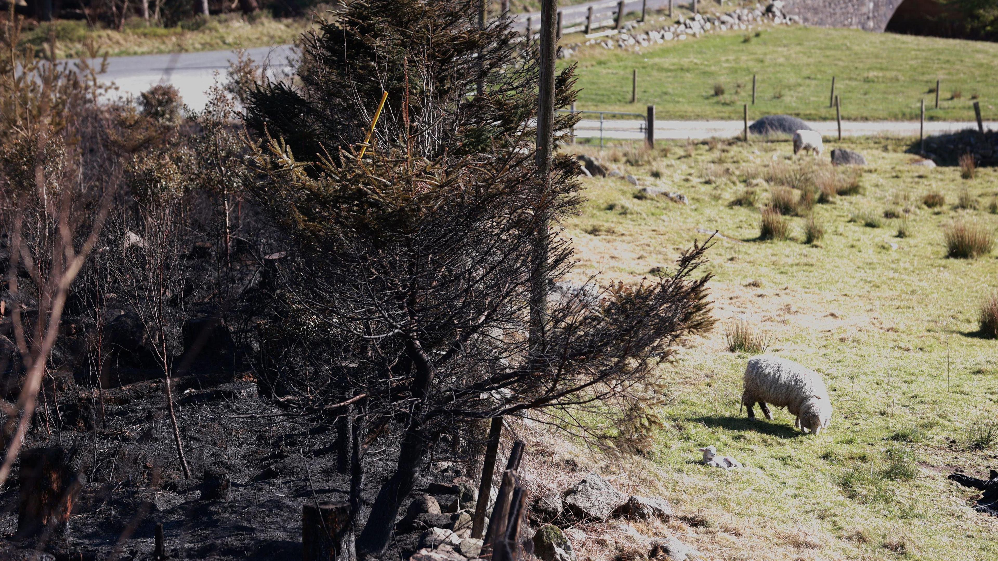 A sheep grazes beside the charred remains of gorse fires on the Sandbank Road, which cuts through the Mourne Mountains.