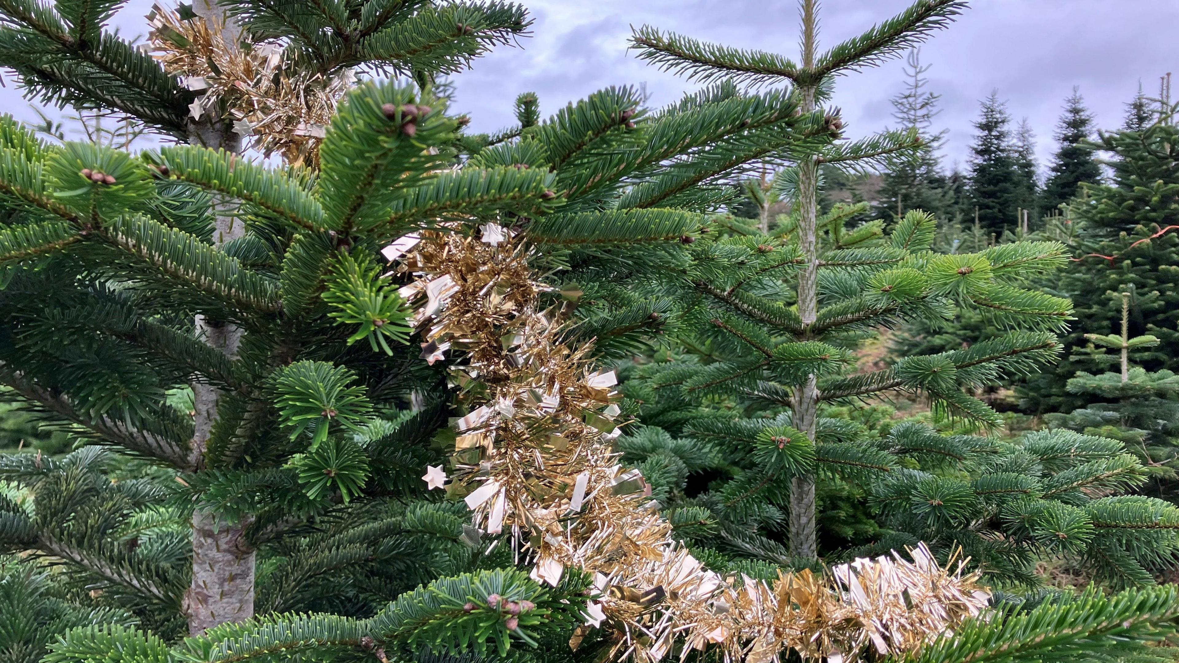 Gold tinsel is hanging on a Christmas tree among a forest of trees 