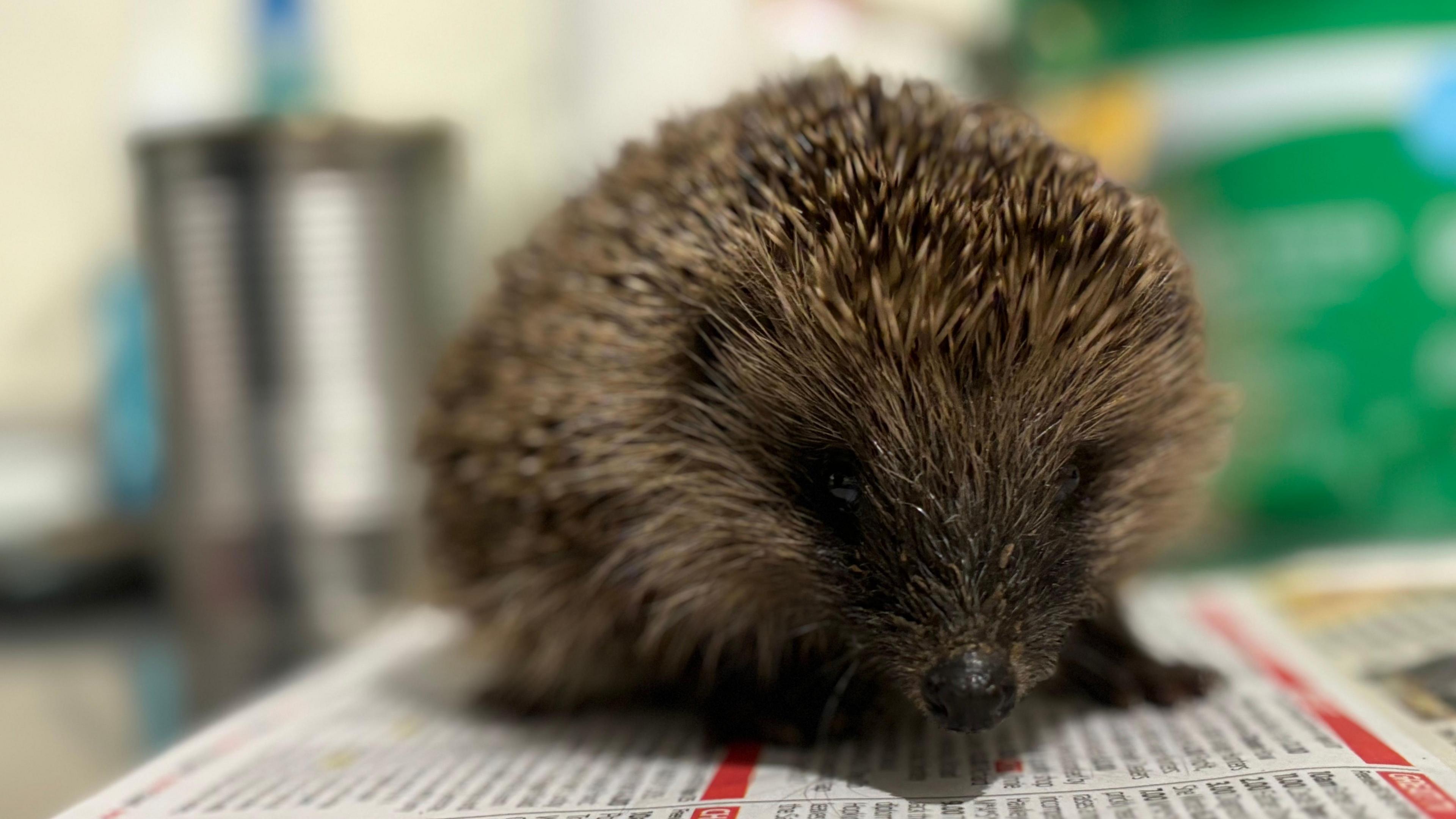 Hedgehog sat on newspaper looking into the camera lens