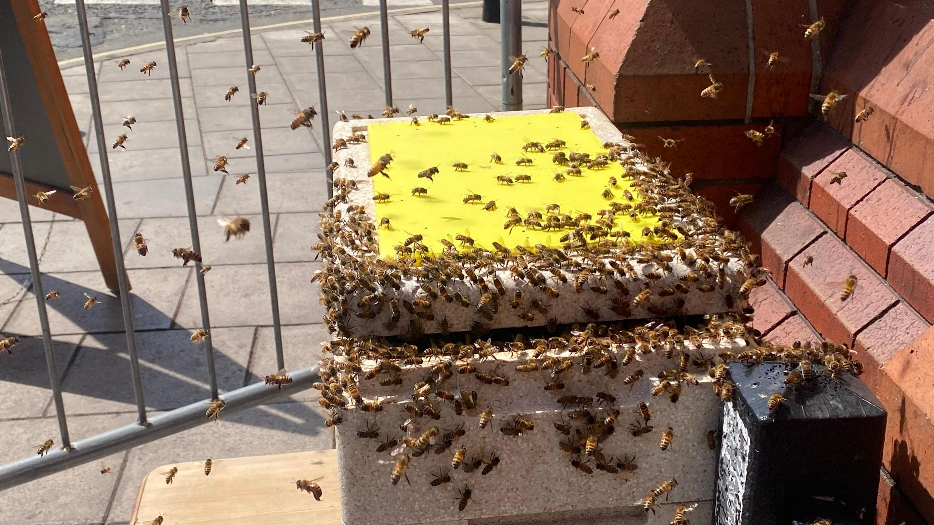 A swarm of bees heading into a polystyrene temporary hive