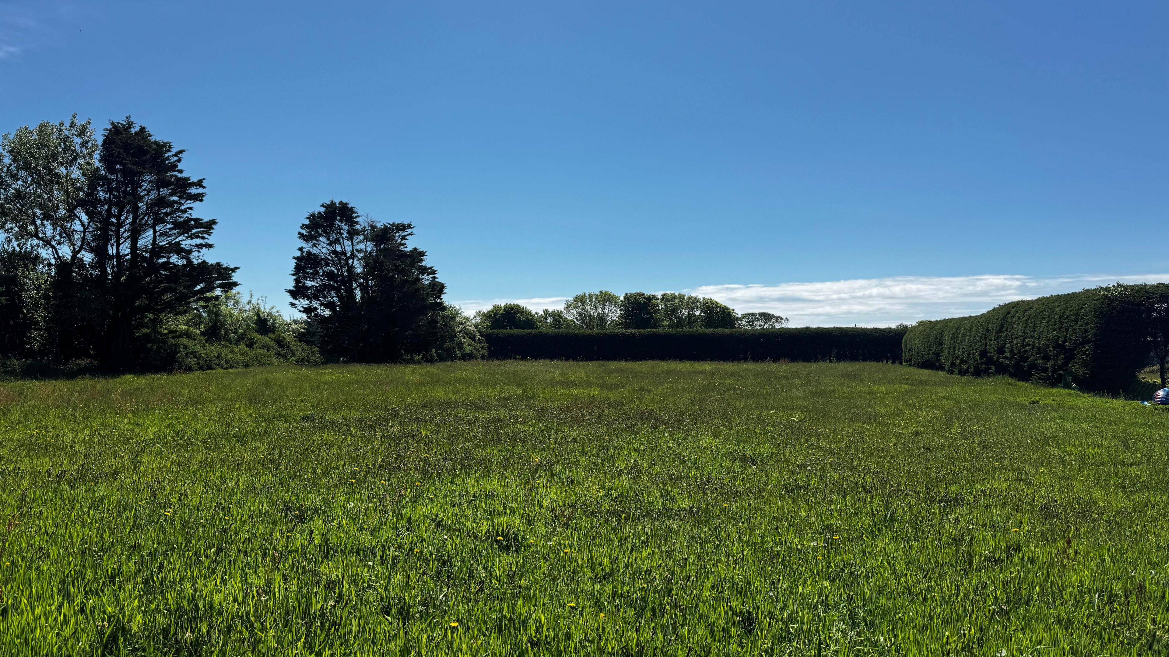 A grassy site of where some of the houses could be built. It is a sunny scene boarded by hedges.