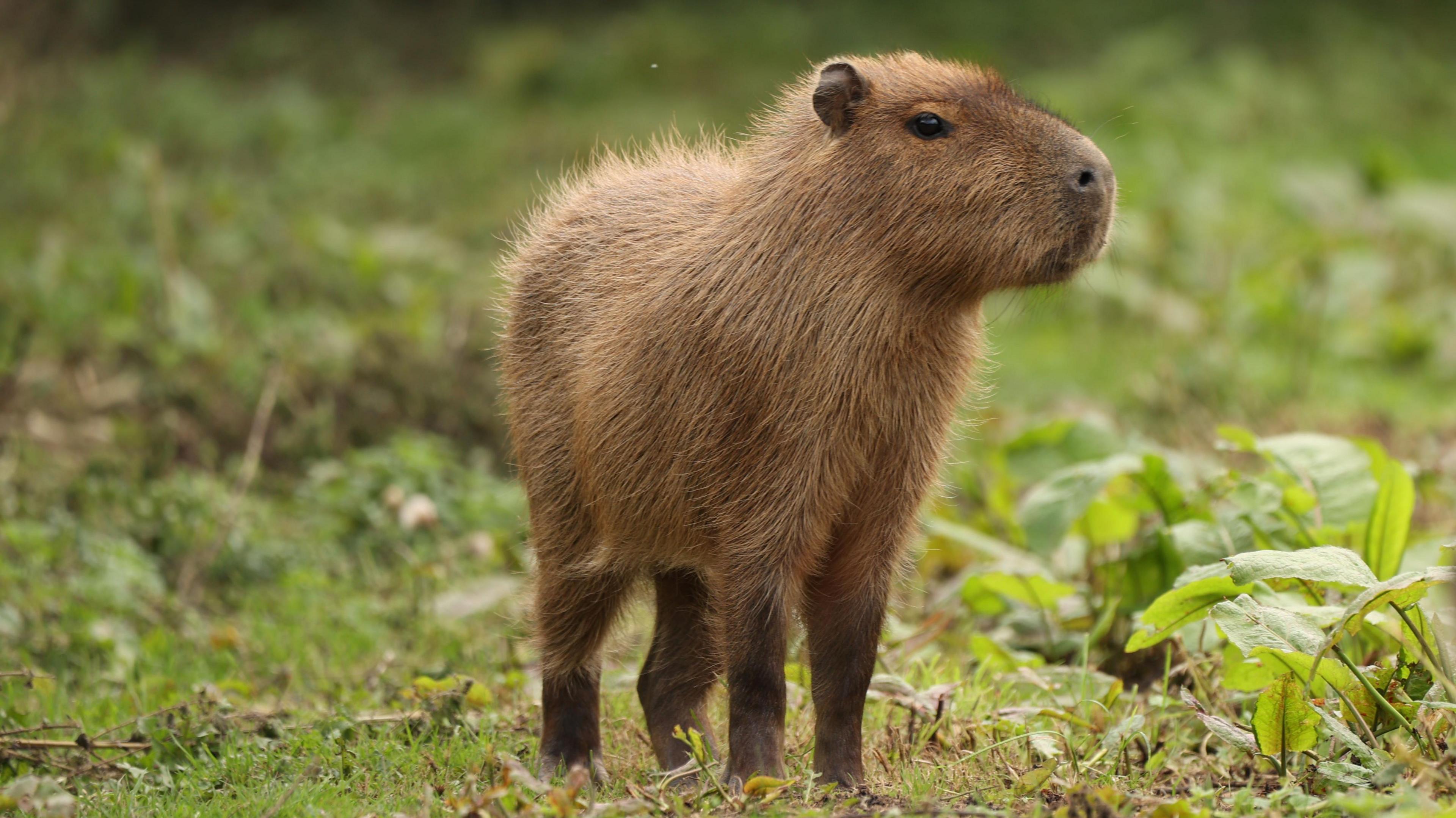 A capybara, a large rodent, stands sideways to the camera with vegetation in the background.