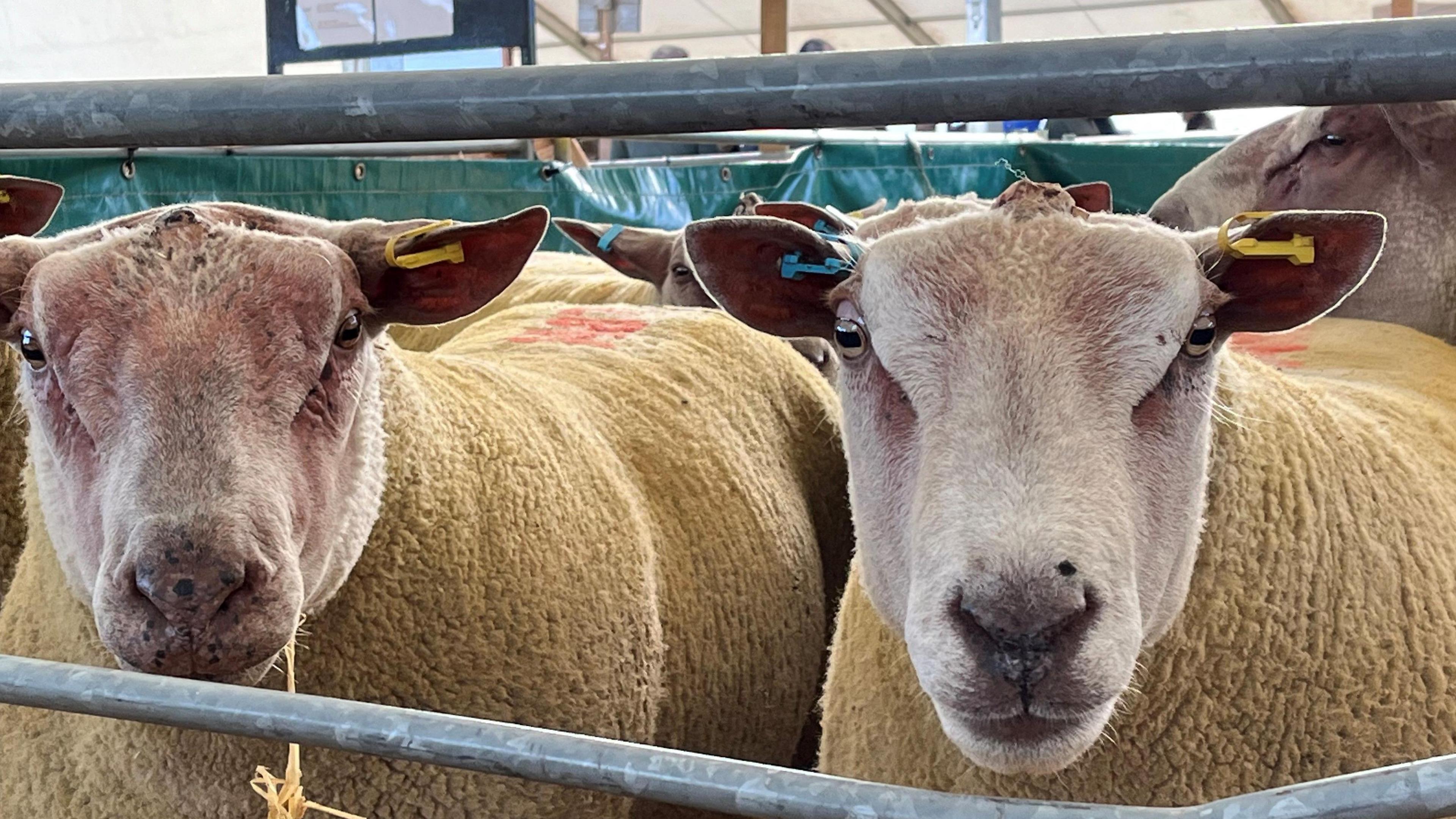 Sheep patiently waiting for their turn in the auction ring