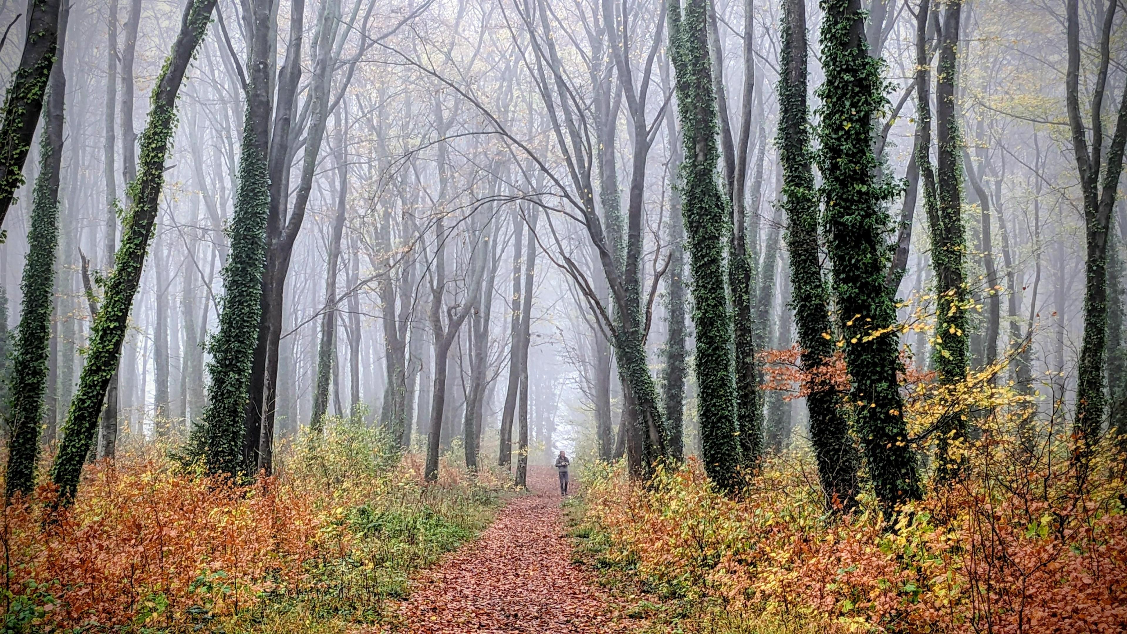A forest footpath is covered in brown leaves, spindly trees with trunks covered in leaves are on either side. A man walks in the background.