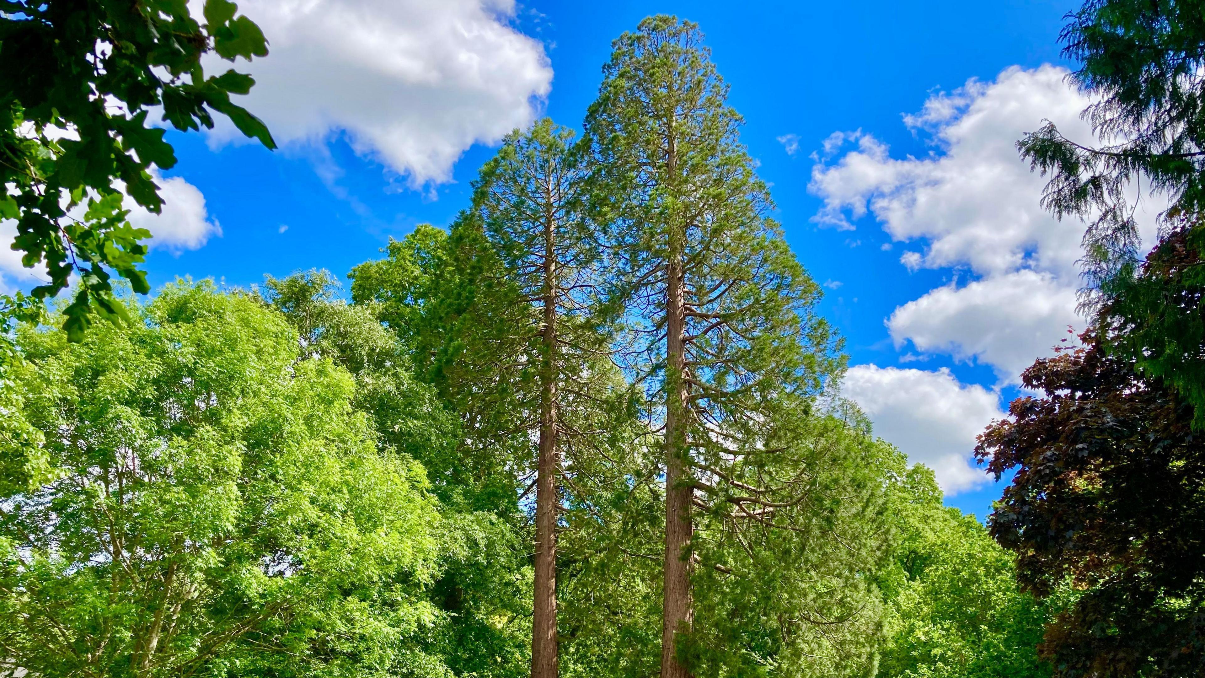 The tops of trees with lots of bright green leaves can be seen against the background of a bright blue sky.