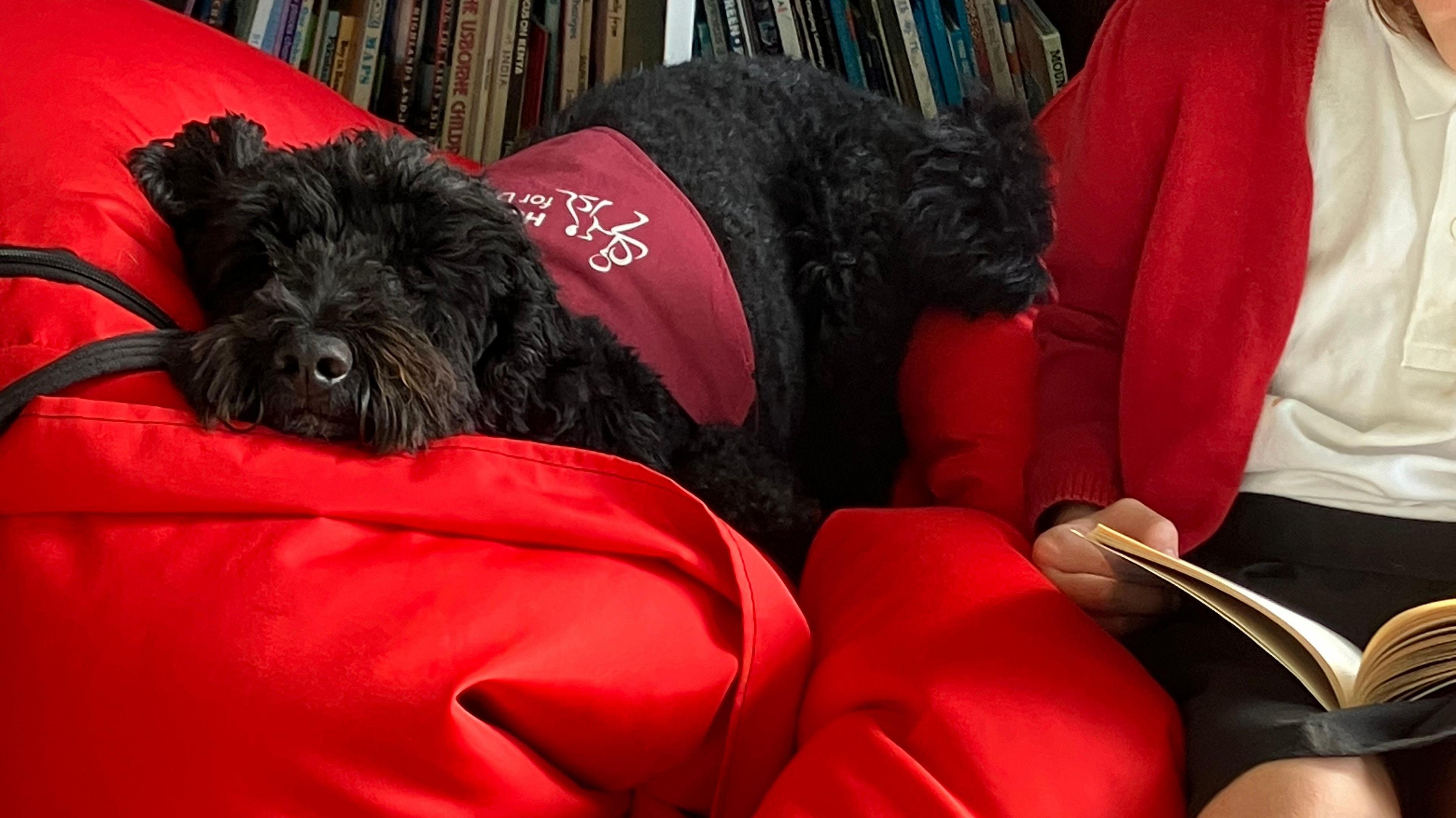 Beck, a black Cockapoo dog wearing a red harness with the Hearing Dogs for Deaf People charity logo sleeps on a red beanbag in front of a bookshelf. Beside him, the head and shoulders of a schoolchild can be seen, wearing a white shirt and red cardigan and holding an open book.