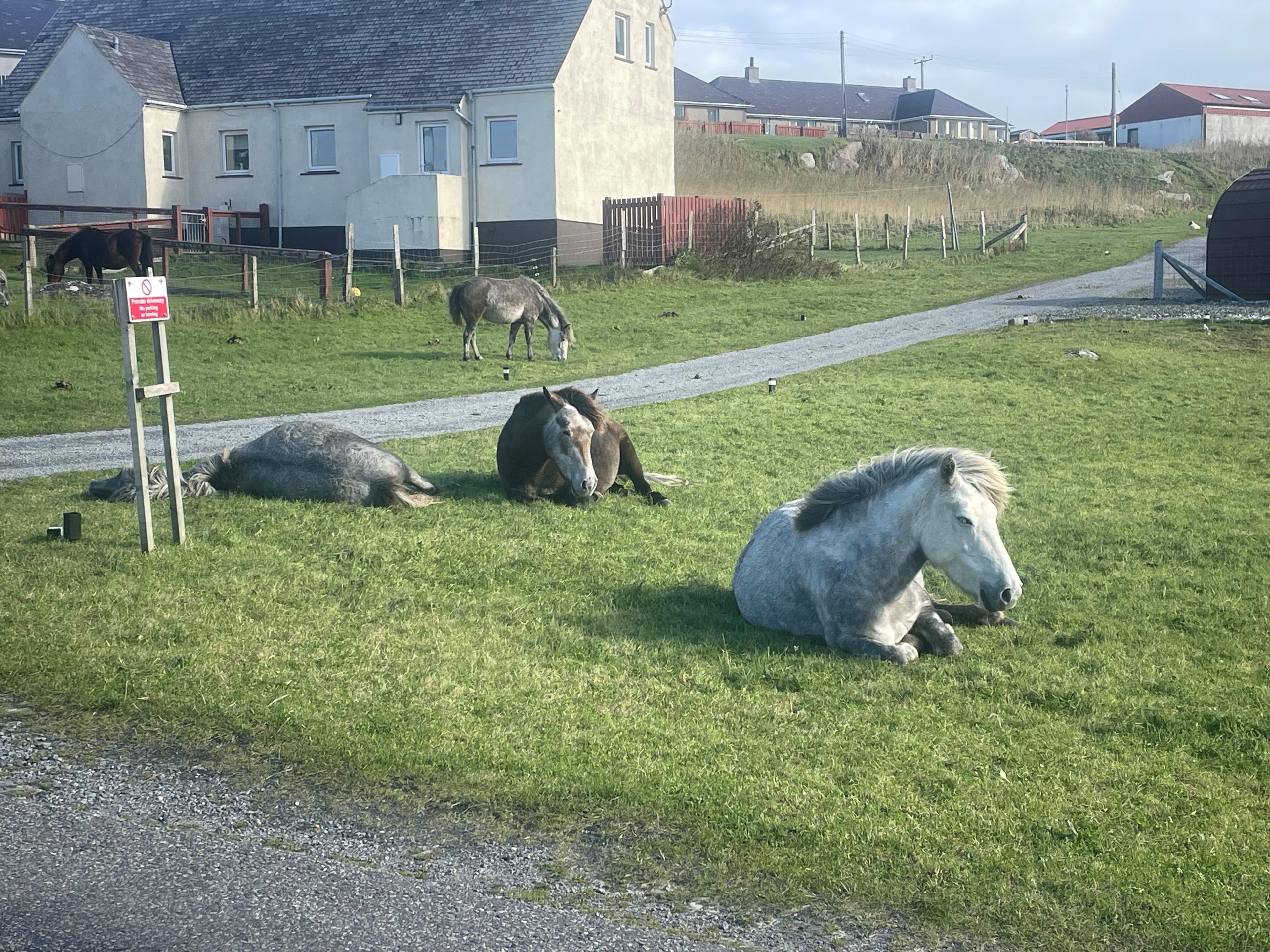 Three ponies lying on a grassed area, surrounded by houses in a village with a fourth pony grazing in the background
