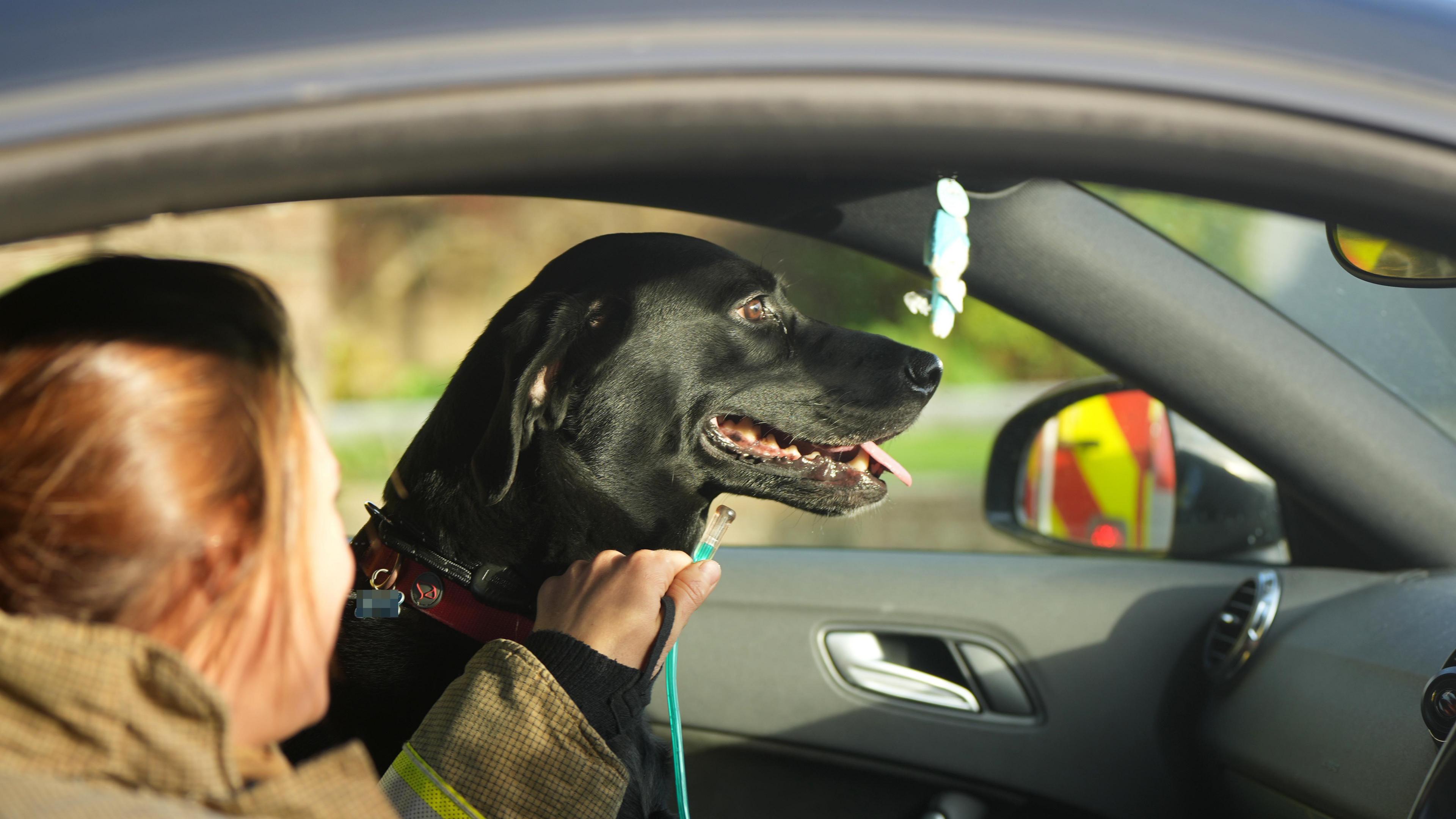 A black dog in a car. The dog is facing forward and being given oxygen through a thin blue tube by a woman who is wearing a beige uniform. 