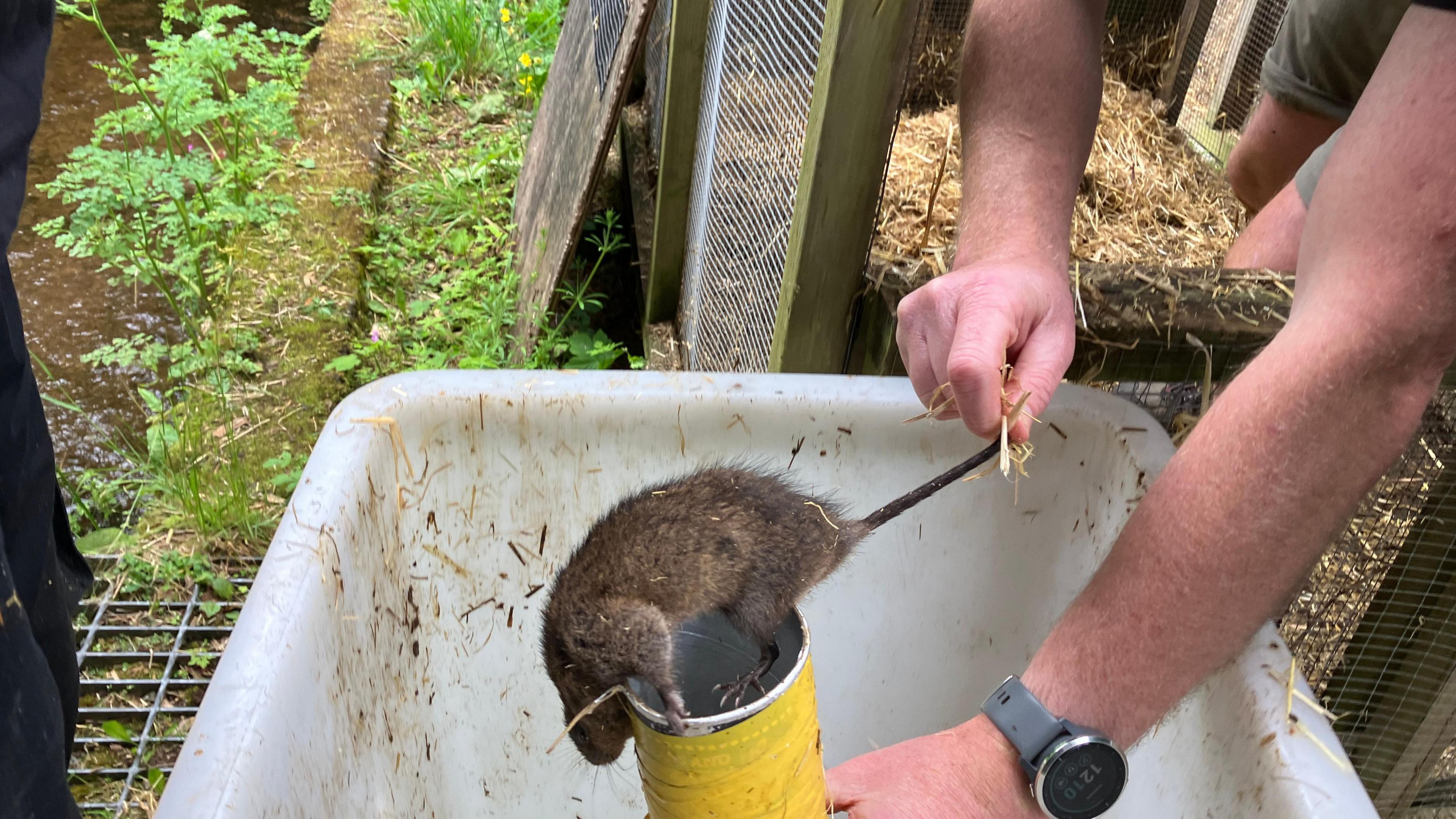 A water vole, a rat-looking creature, stood on a yellow hollow tube being held by its tail in a larger white square bucket. It's near a stream and there are wooden enclosures with hay on