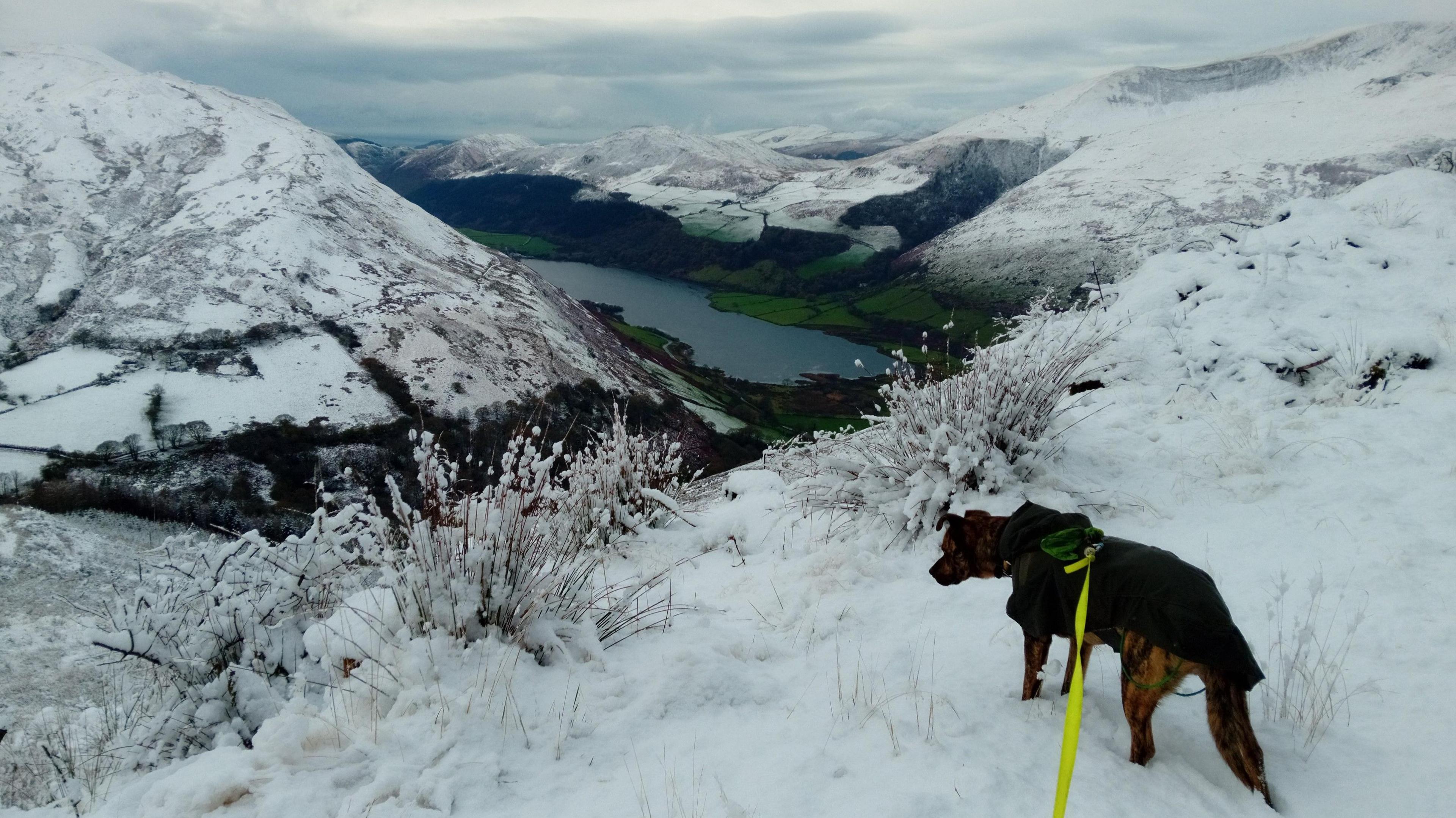 Water of the lake is grey blue and grass in low lying area surrounding it is green but the hills surrounding the lake are white with snow. A dog on a yellow lead stands on top of a hill and looks down.