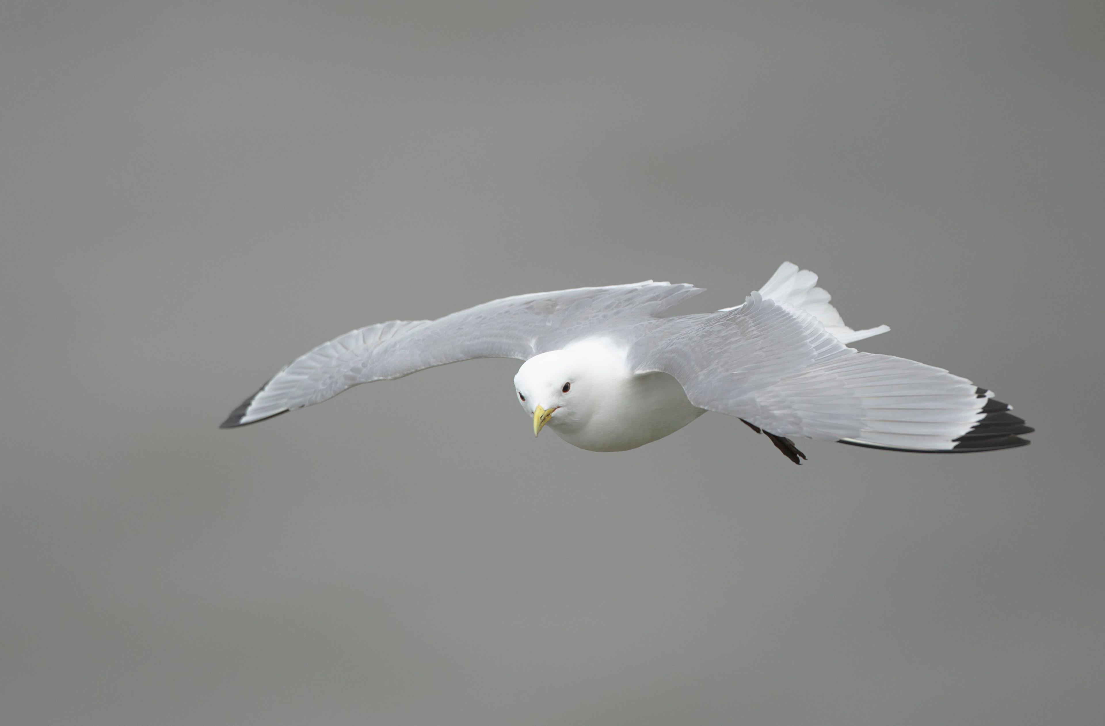 A kittiwake