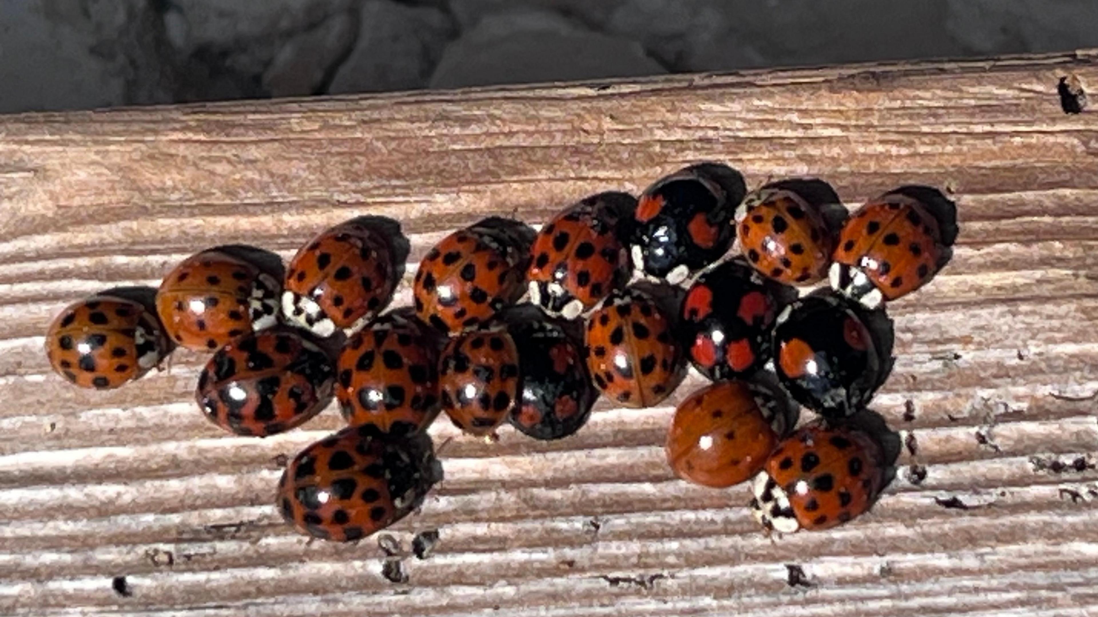 A collection of 18 ladybirds huddle together on a piece of wood - most are red and black but three are black and red instead.