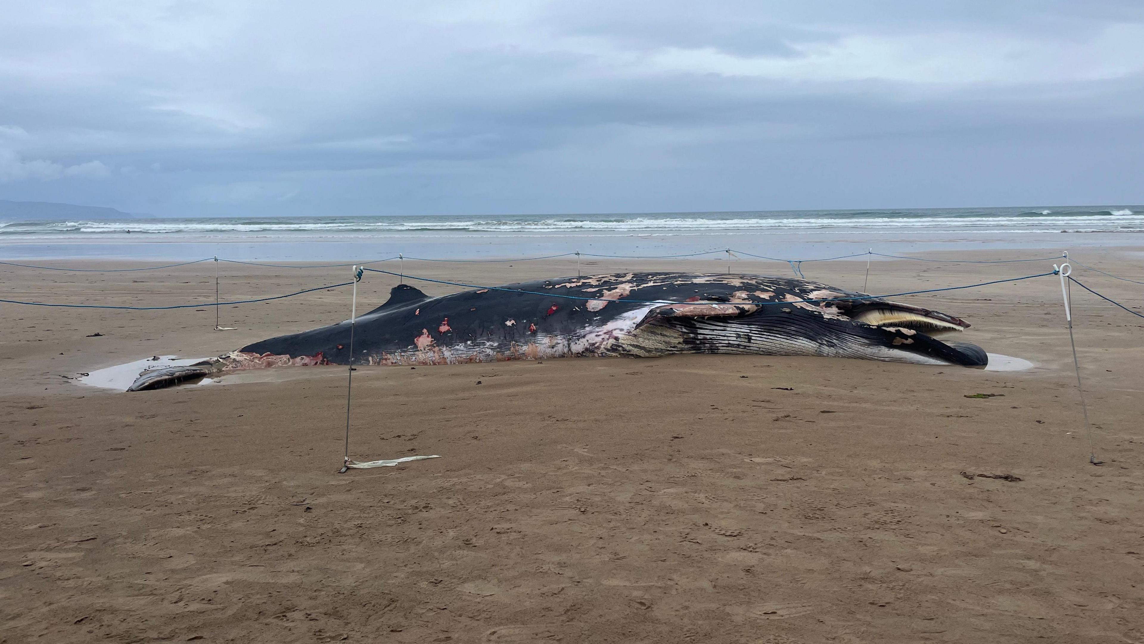 A dead whale upside down on the sand. The tide is out and a cordon around the carcass can be seen