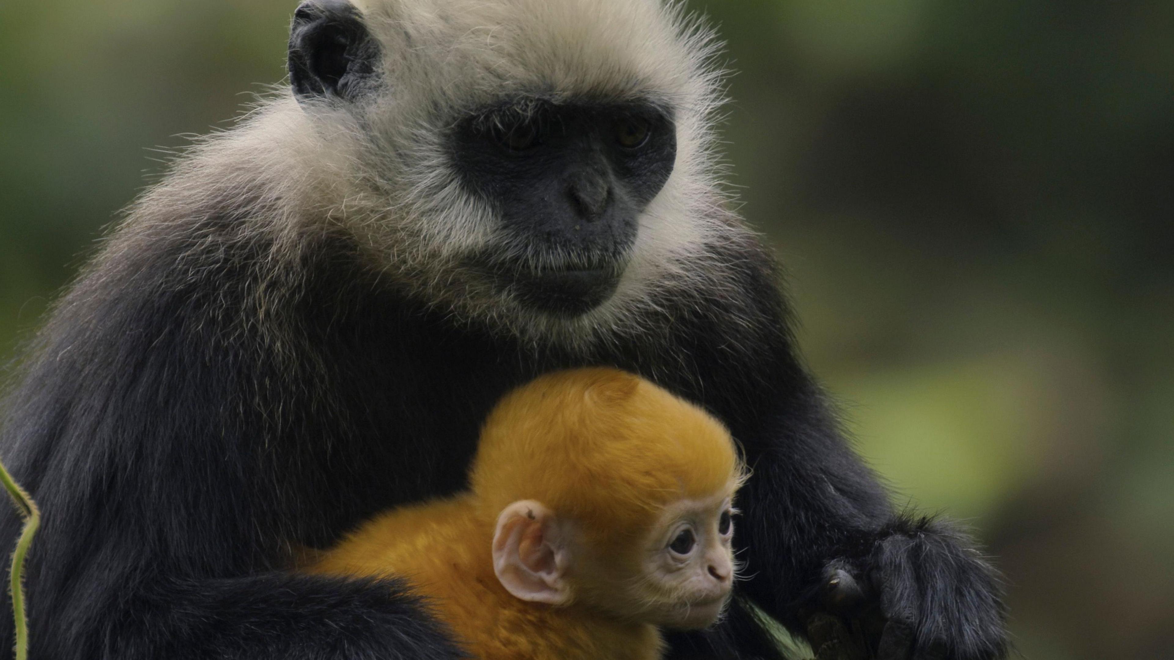 A white headed langur mother and infant portrait