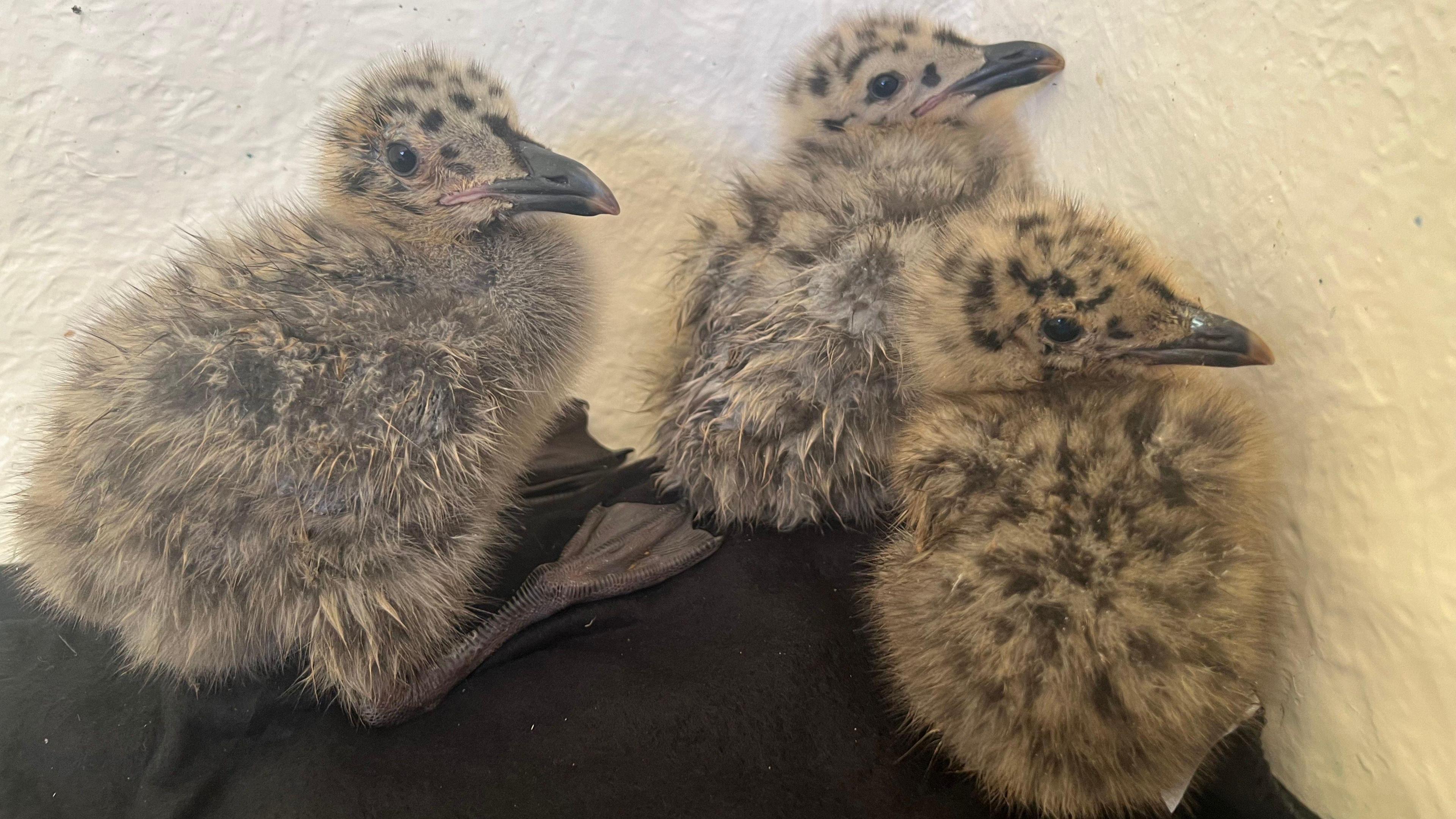 Gull chick