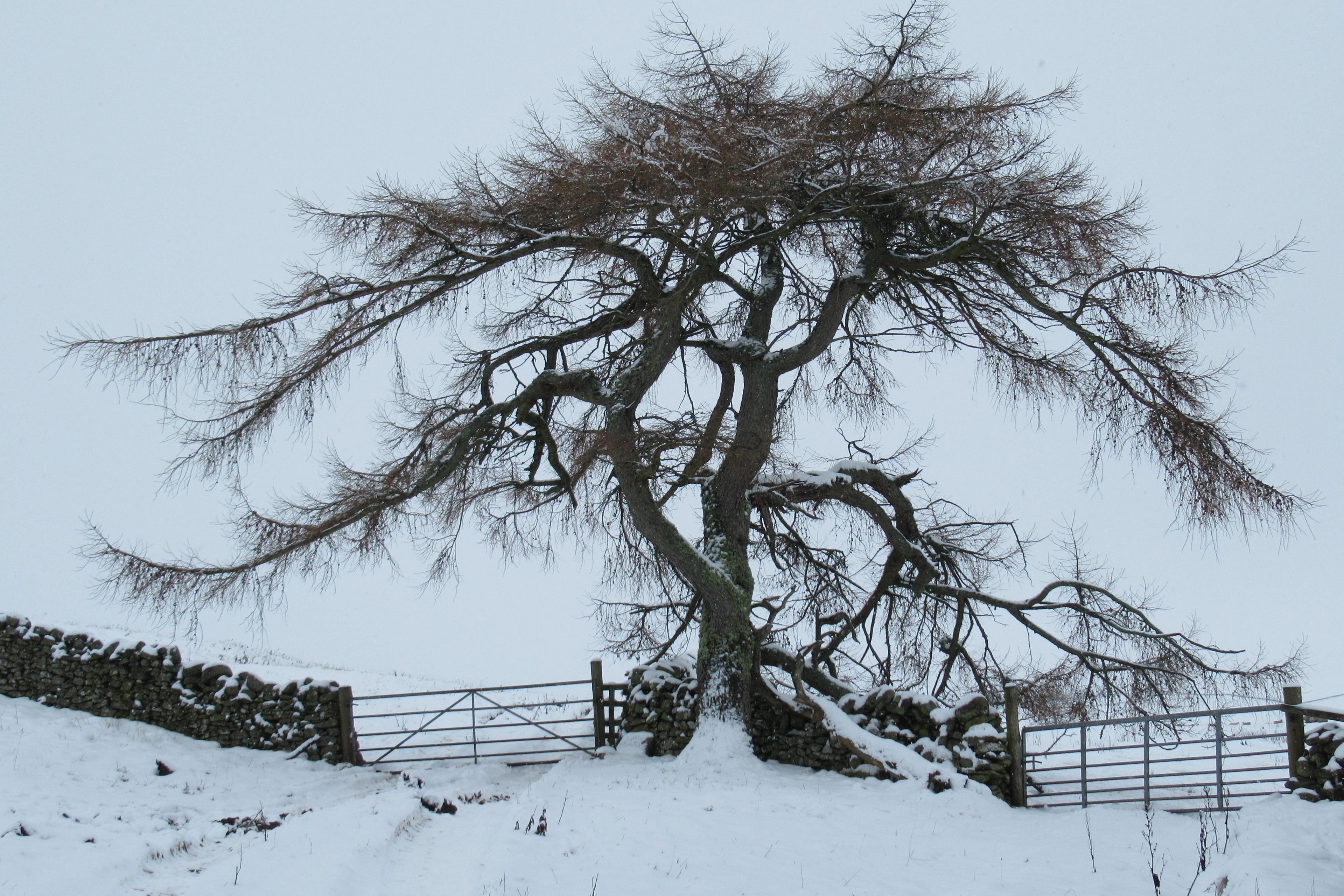 Tree in the snow next to a stone wall and with a gate either side 