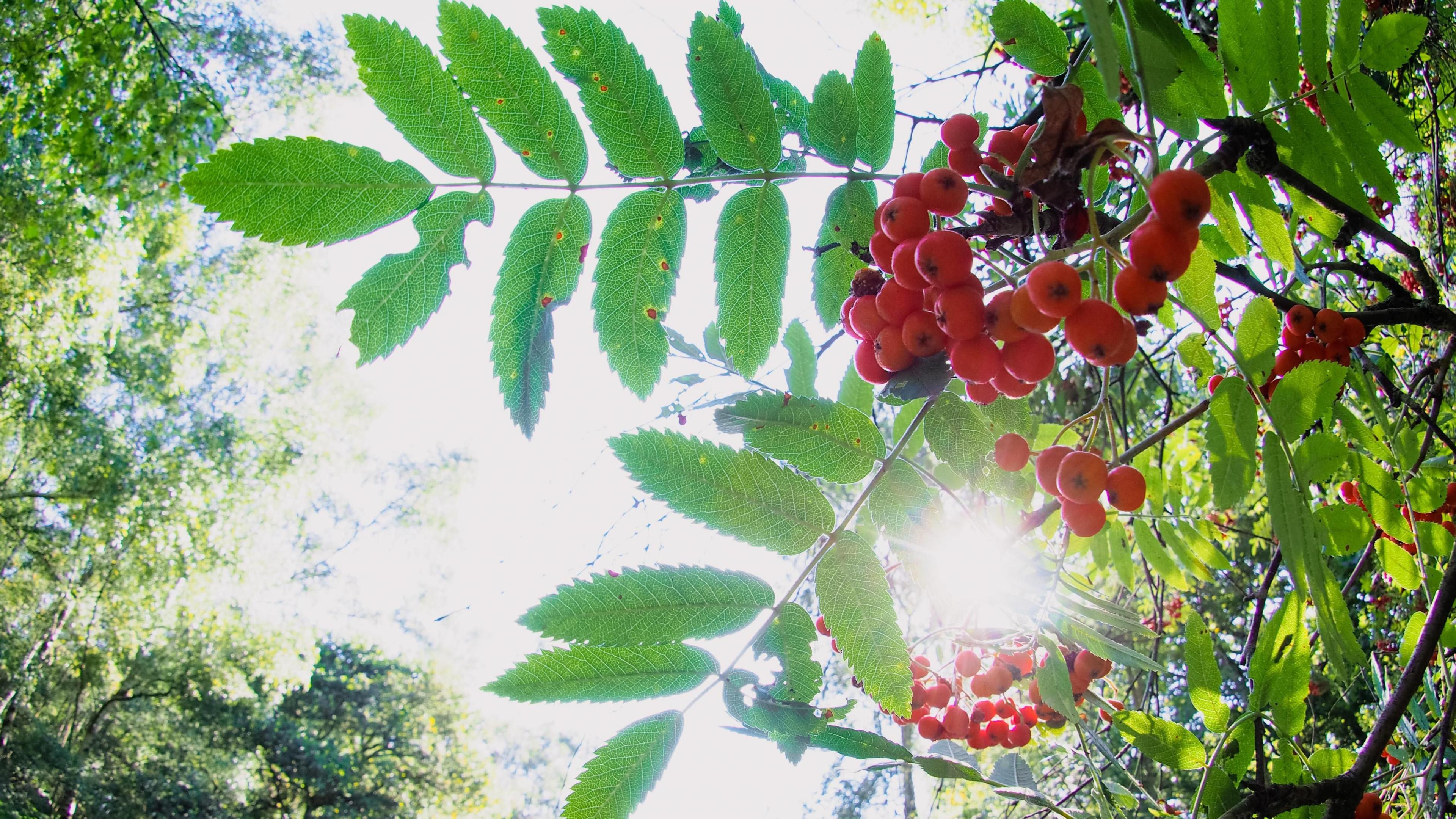 A shot taken facing upwards of the sunlight through green leaves and red berries 