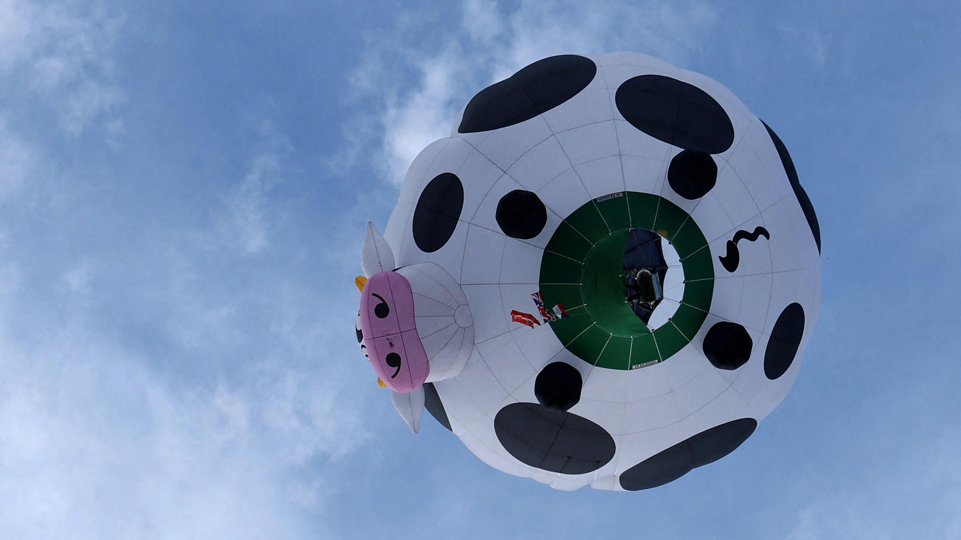 The underneath of a cow-shaped hot air balloon flying in the sky.