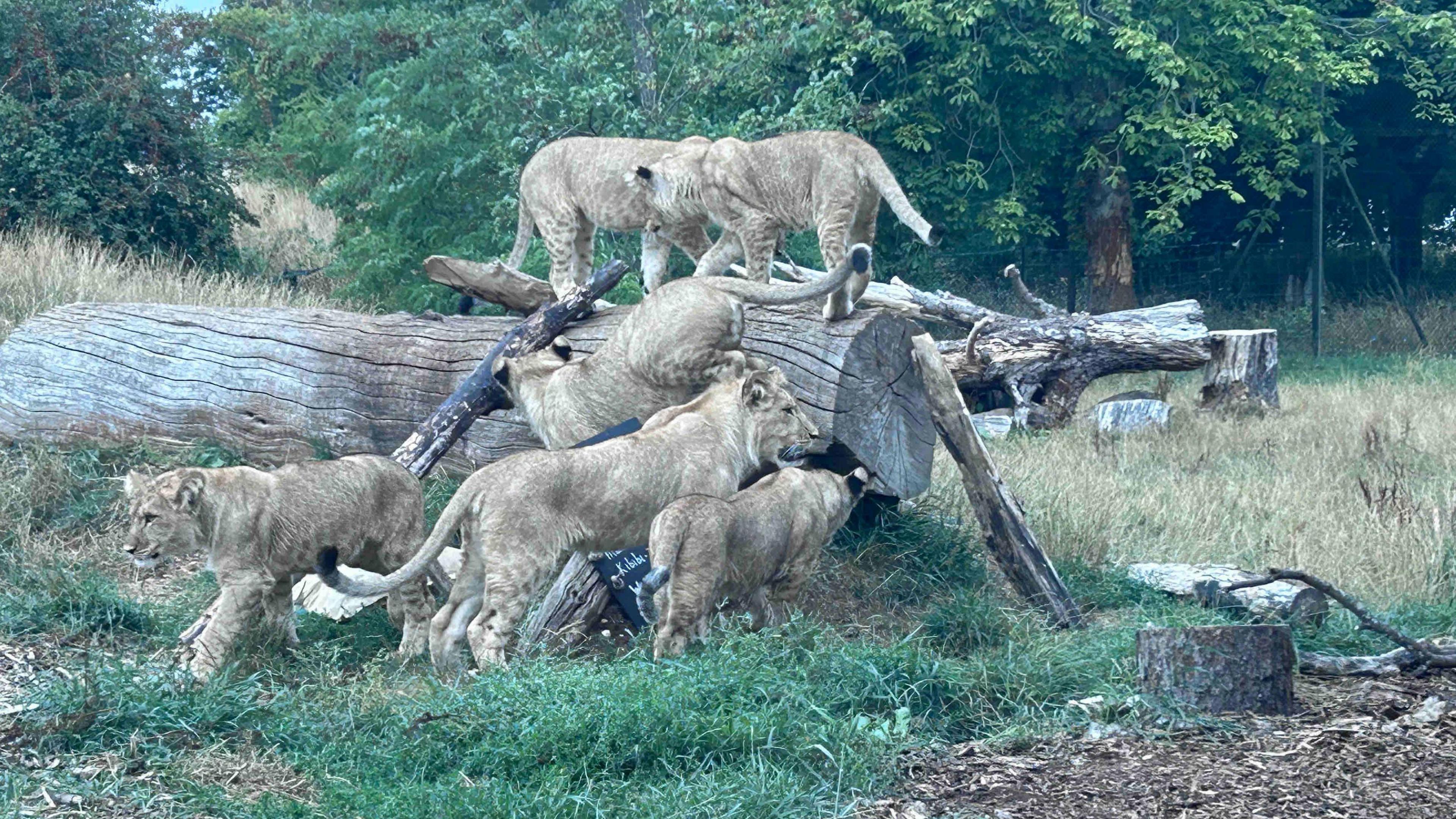 A group of light brown lions climbing on and around a large tree trunk lying on the ground. There is another tree trunk behind and tree branches behind that.
