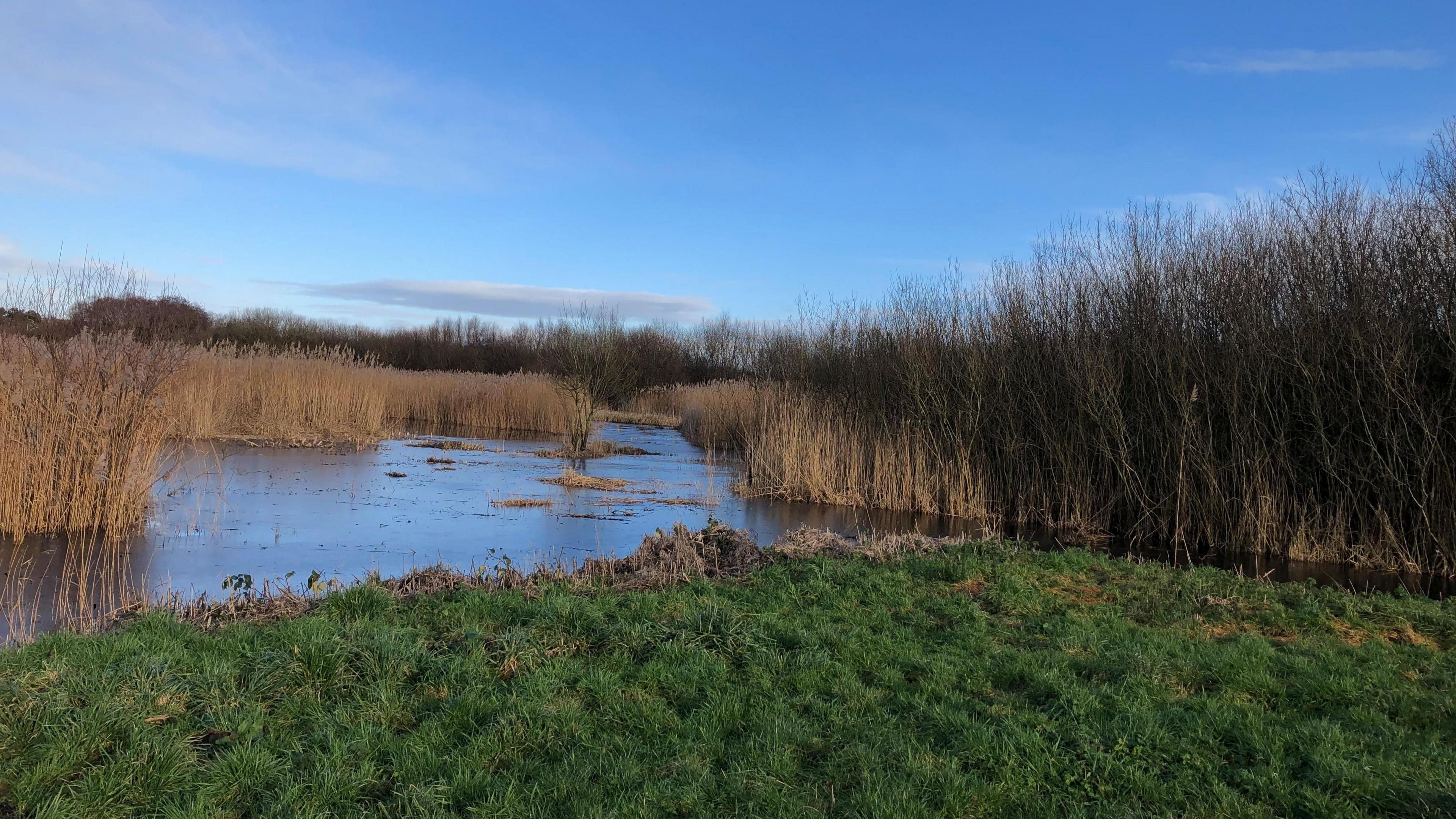 Bogs and reeds with grass and water between them on a sunny winter's day on the Somerset Levels