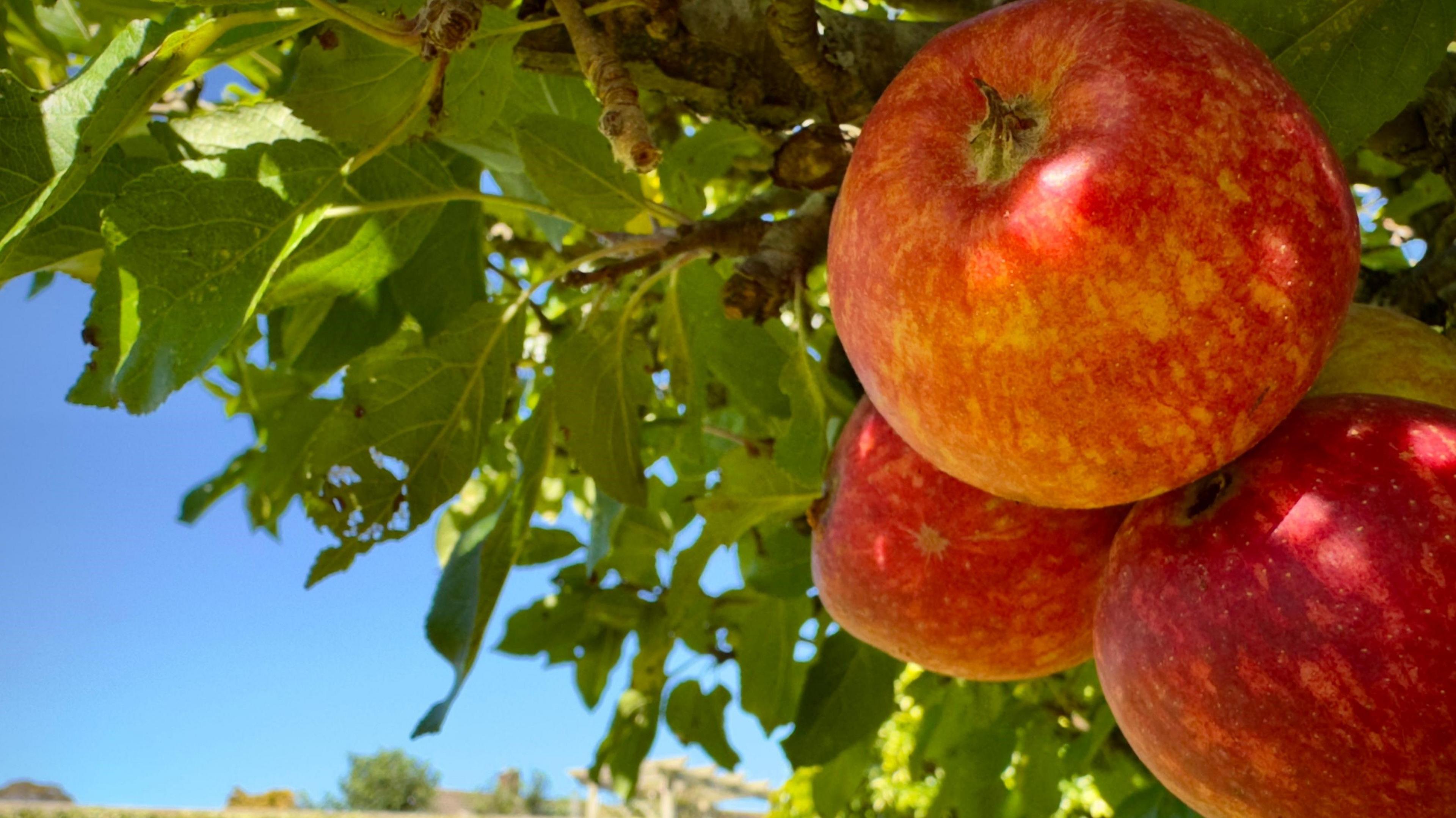 Close-up of three orangey-red apples on a tree, with a blue sky behind