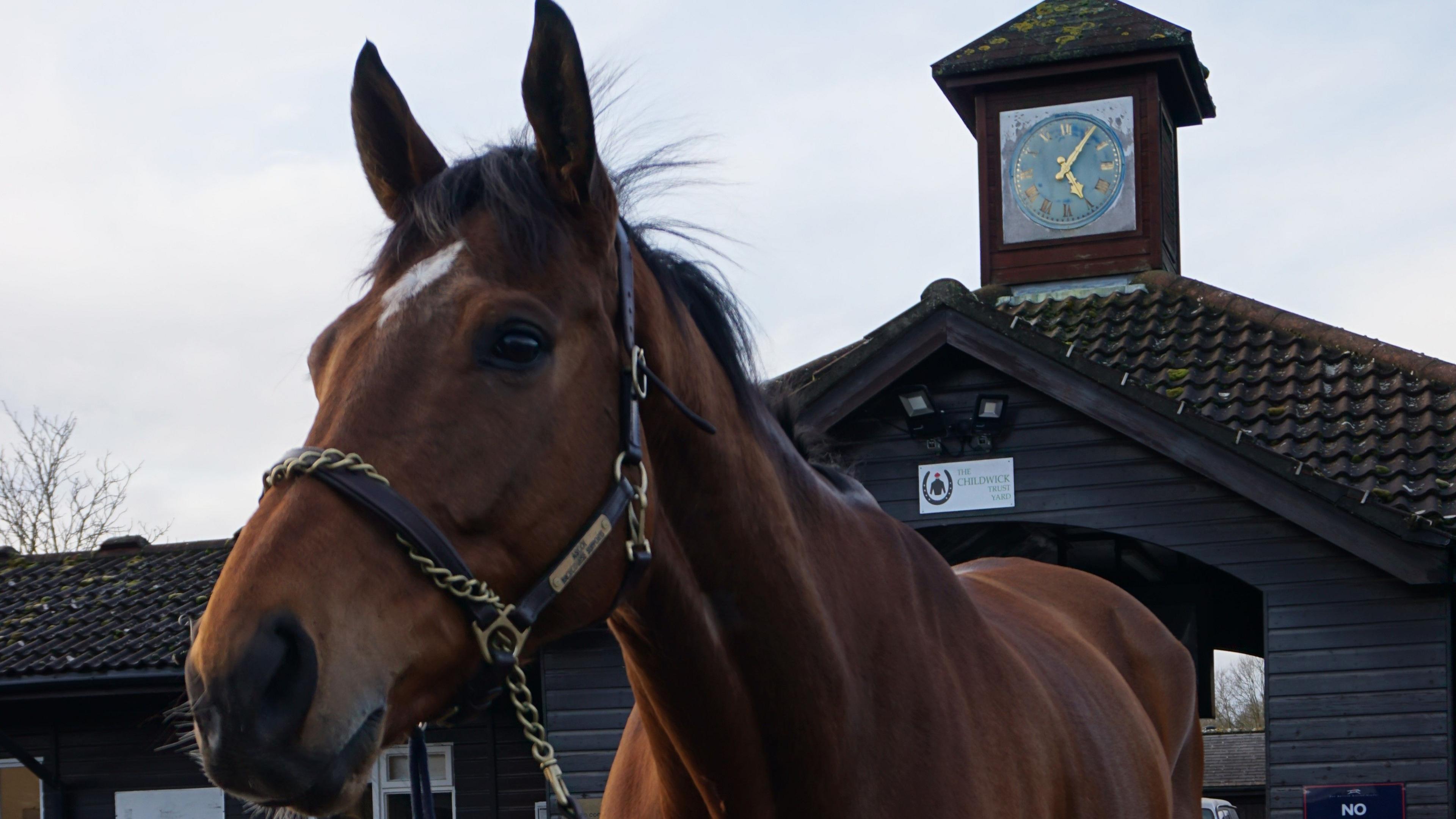 Schematic is pictured. It is a bay coloured horse and stands outside a stables with a headcollar on.