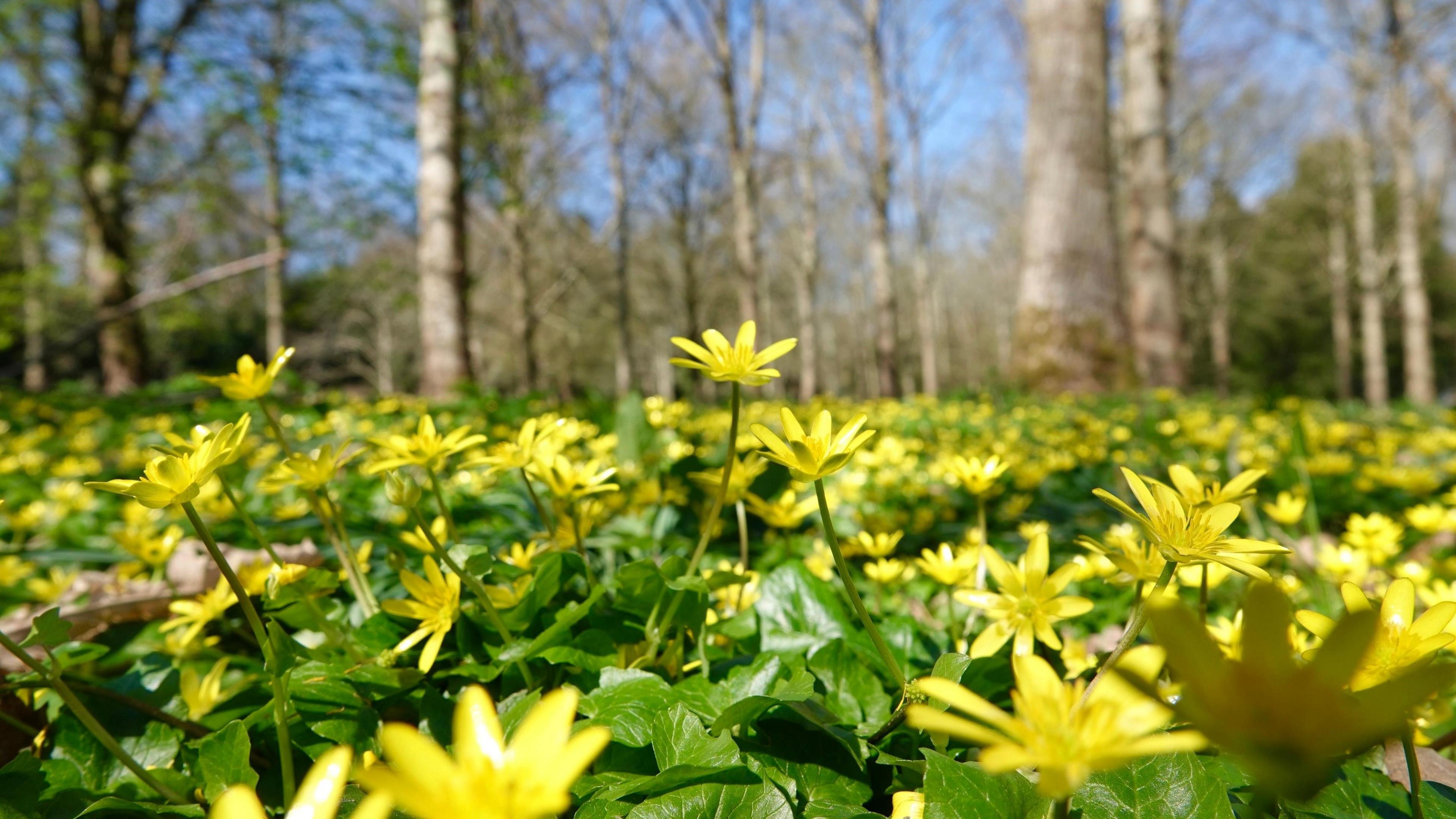 Carpet of yellow lesser celandines on a sunny spring morning with trees in distance and blue sky peering through