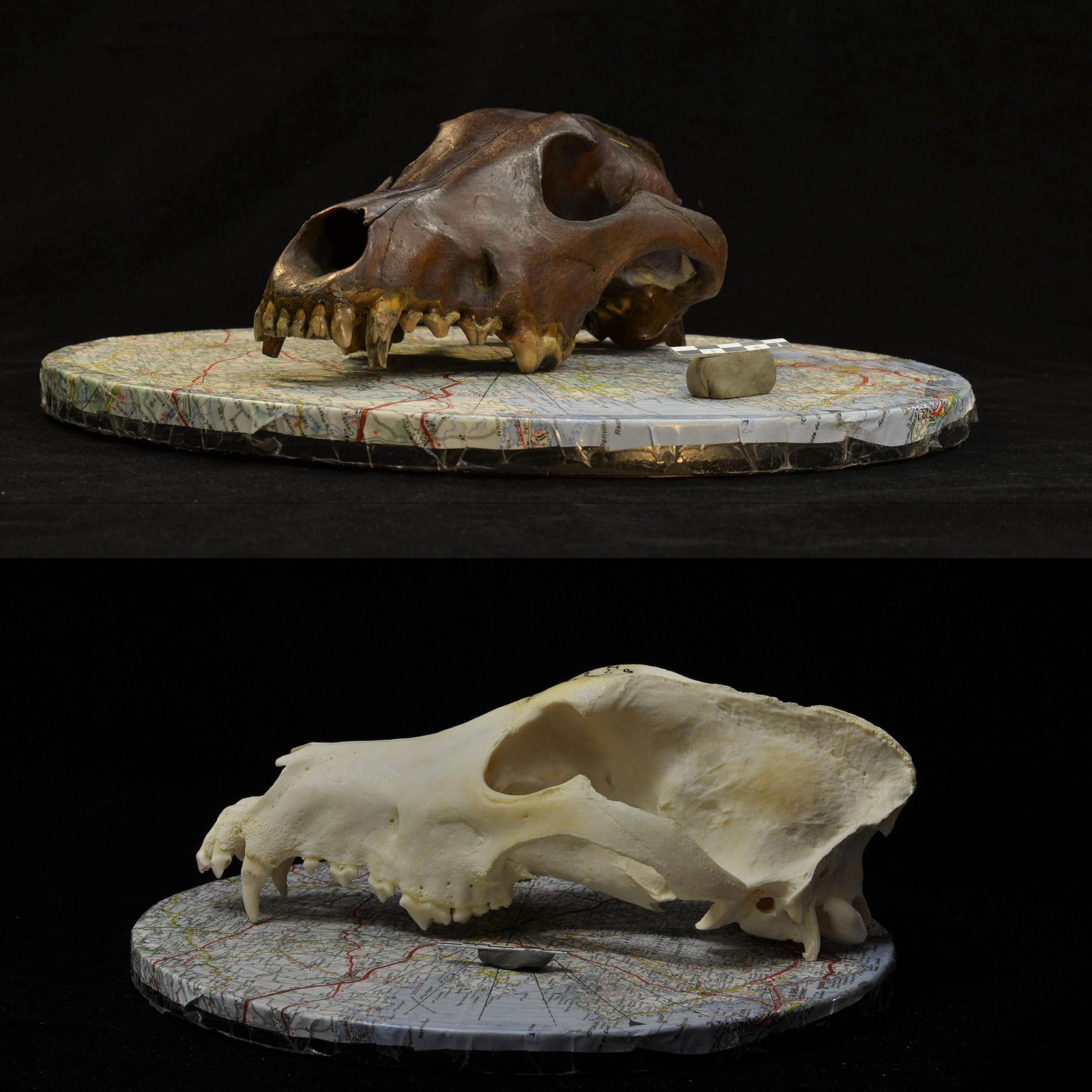 The image shows two canine skulls used in the archaeological study. It is a photograph of a wild canid skull (top) and a modern dog skull (bottom) used for the photogrammetric reconstruction of 3D models in the study