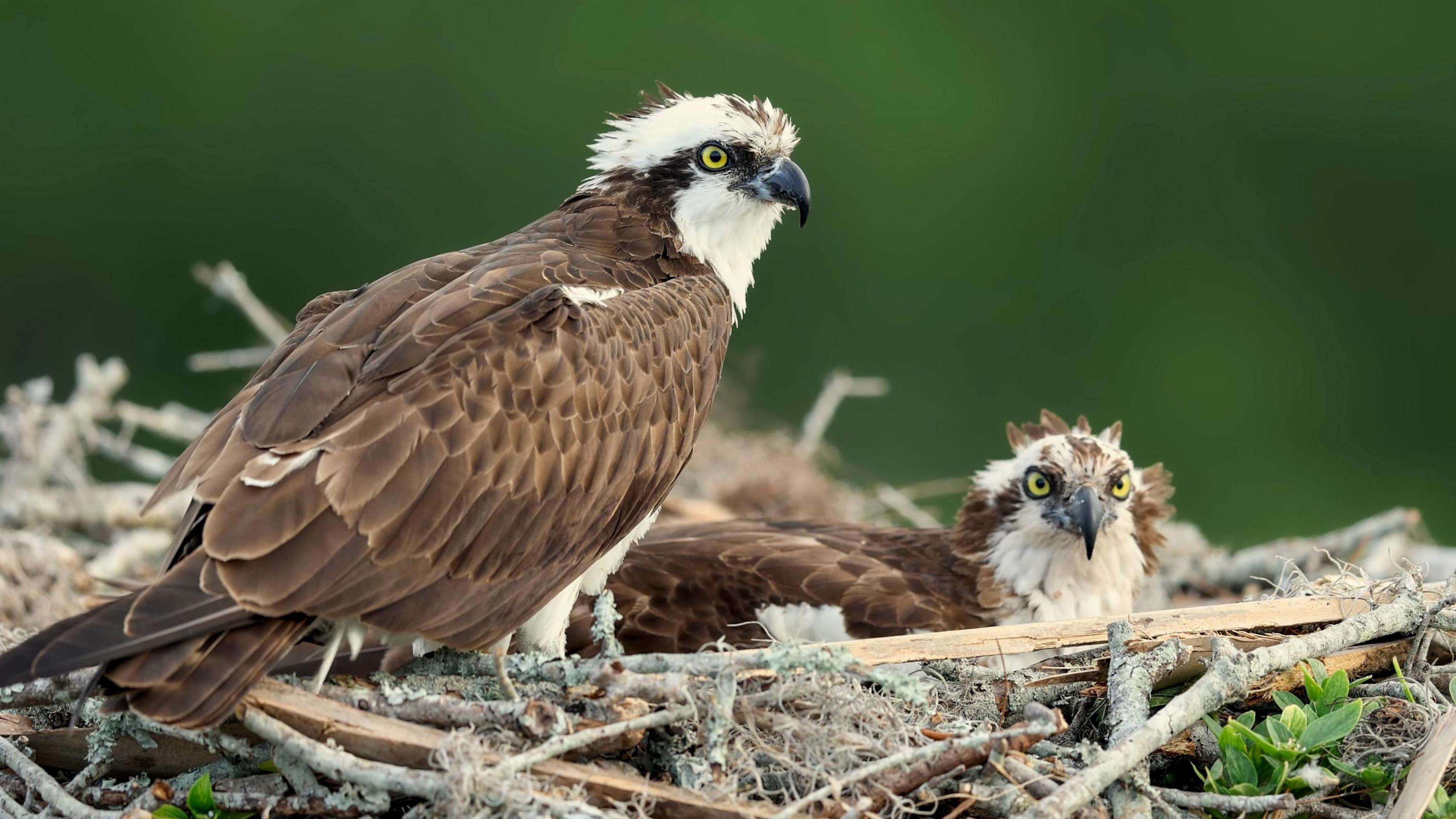 osprey couple in a nest