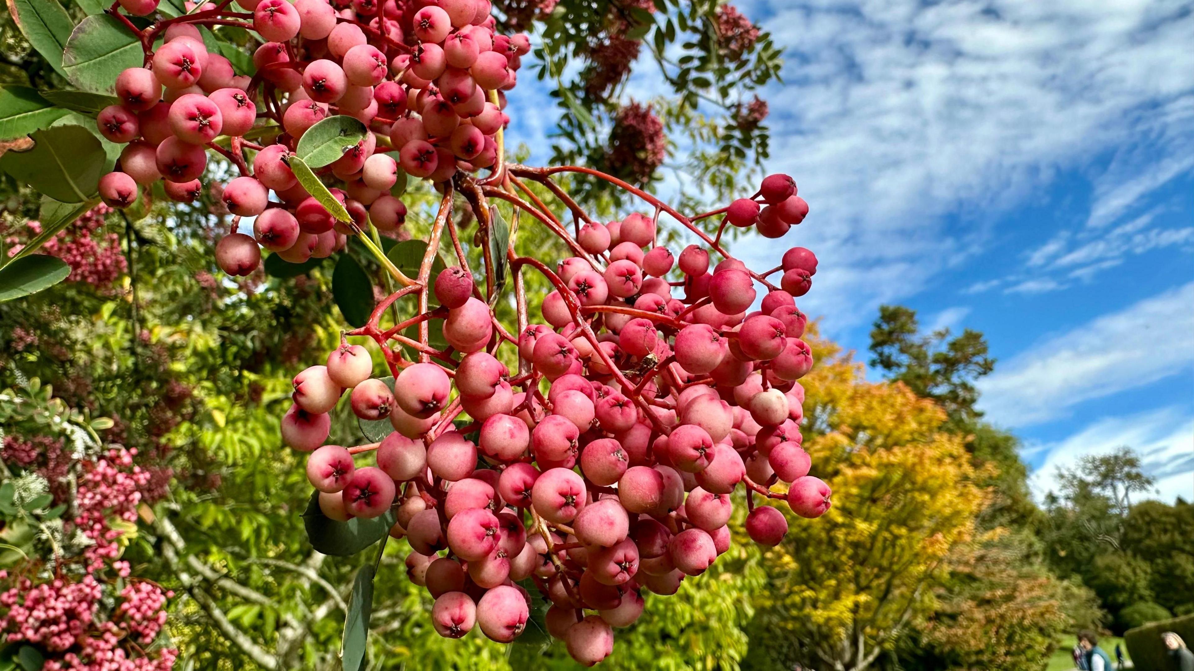 Pink berries hanging from a tree in a park. Various trees and a blue and white skyline can be seen in the background.