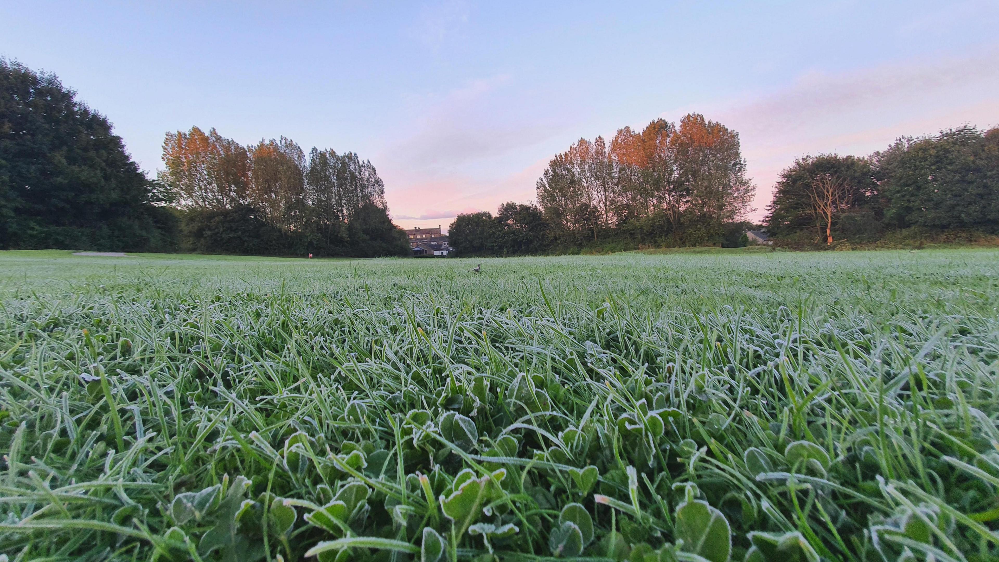 A close-up shot of grass covered with frost, with trees and a blueish pink morning sky in the background