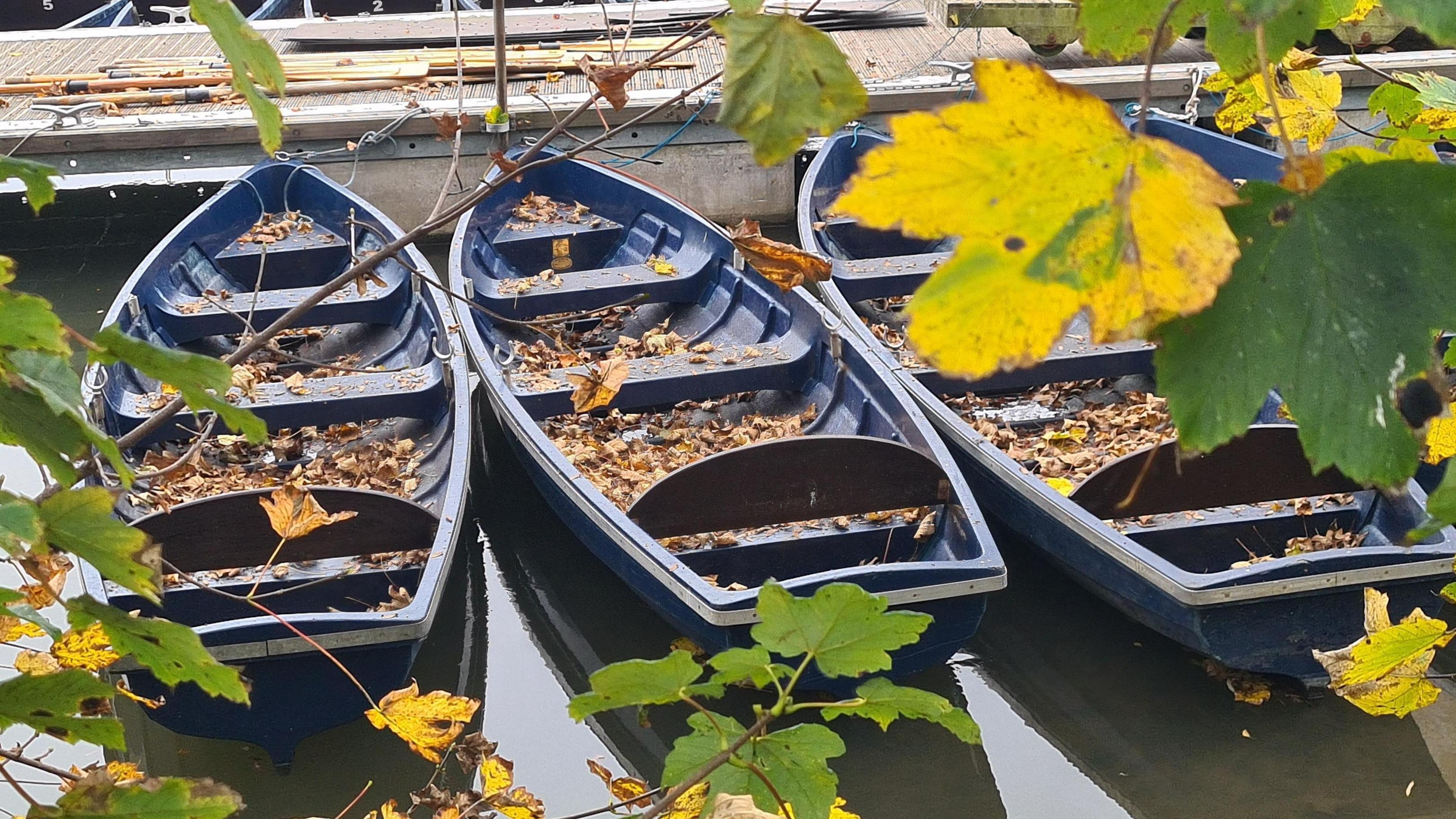 Three blue rowing boats full of leaves are moored up on the river next to each other. There is a wooden dock on the water and overhead are the branches of trees with yellowing leaves.