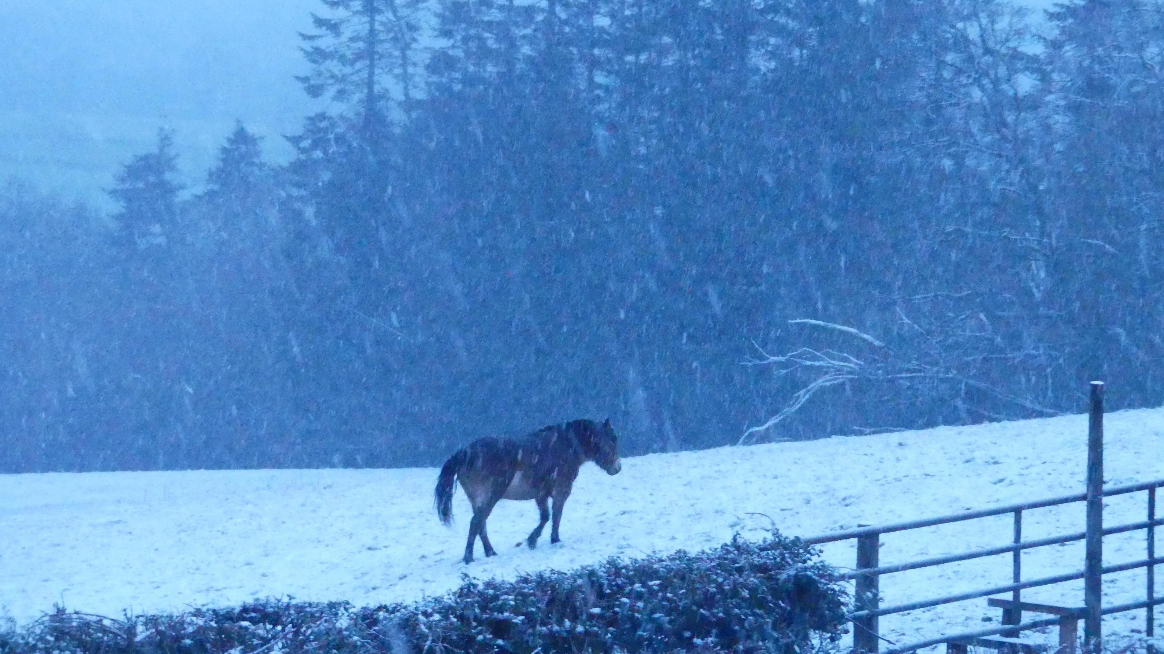 A horse walking across a snowy field while snowflakes drift down. The grass and trees in the distance are covered in snow and the ground is completely white.