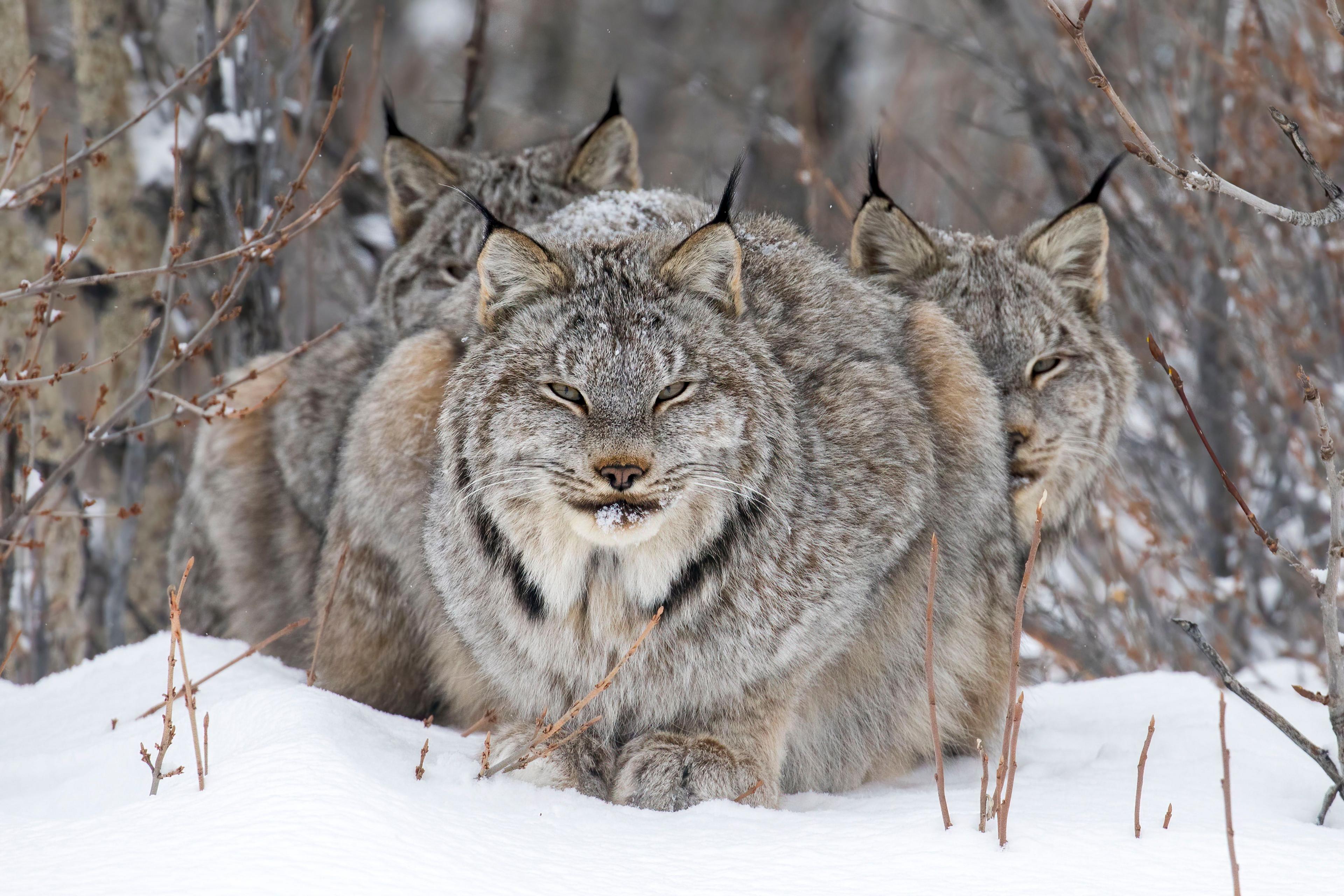 Lynx resting with its young sheltered behind it 