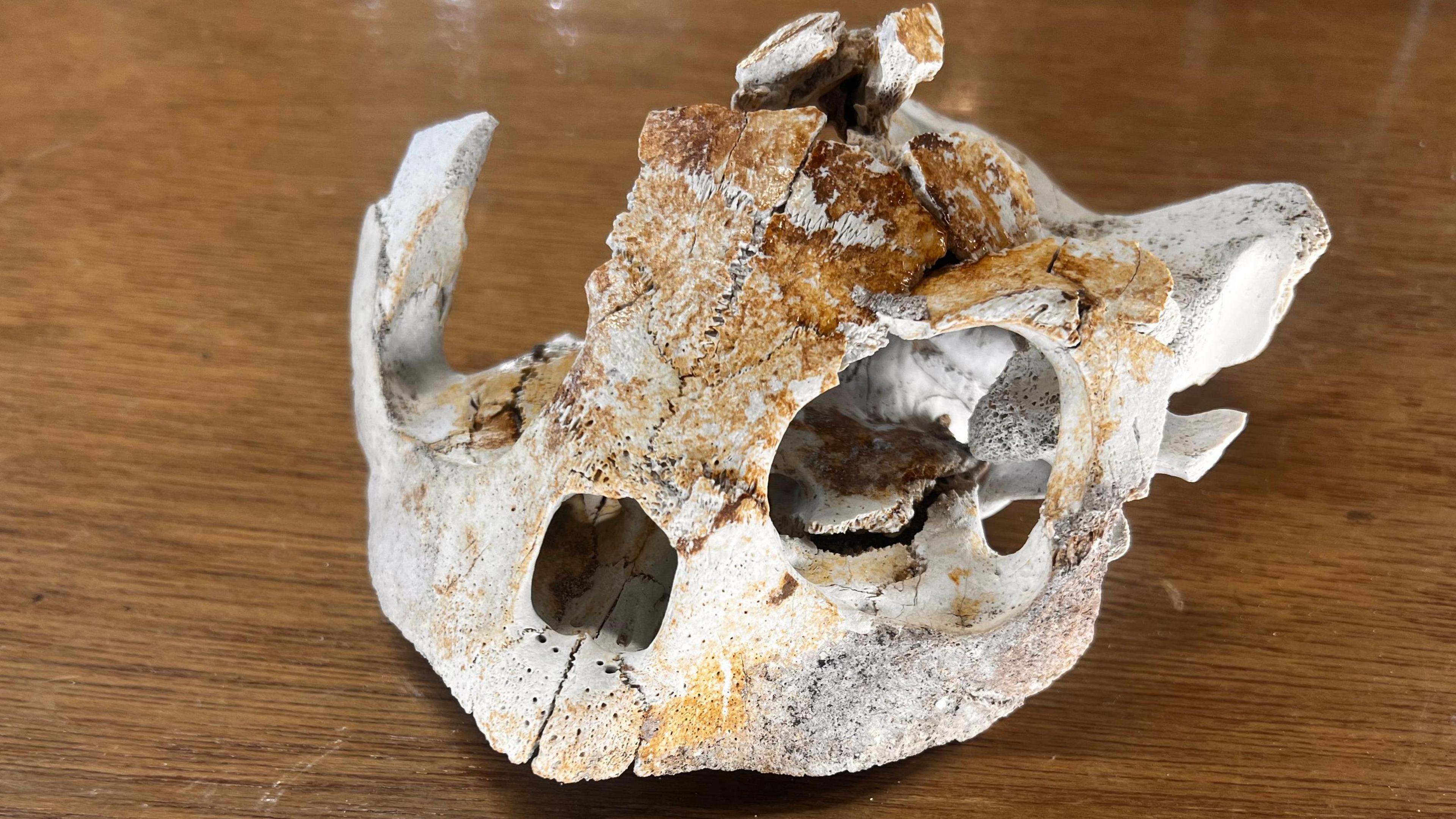 The fossil is nearly spherical with a large hole on the right hand side and a huge break at the top of the hole on the left and side. It is white, with some brown marking on the top and appears to be hollow. 