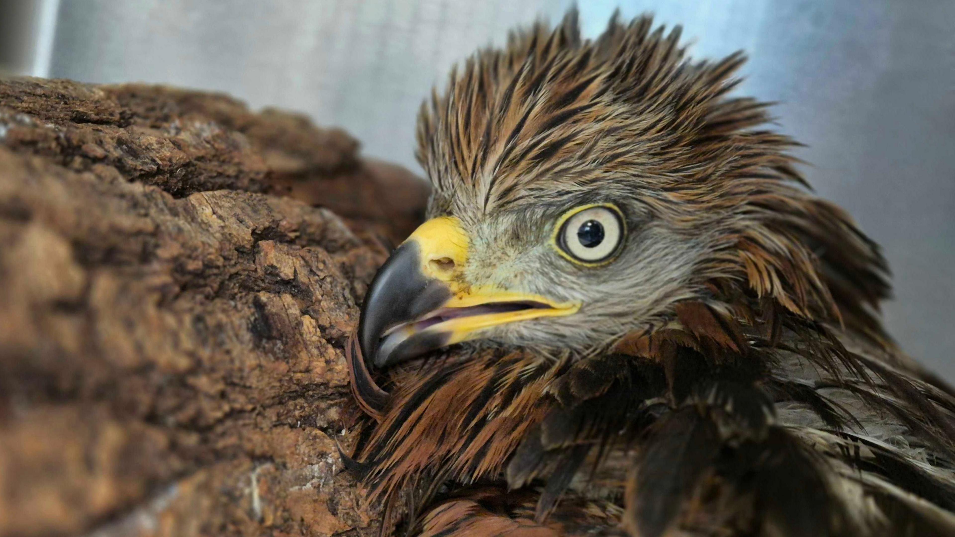 A side view of a red kite bird of prey. It is leaning into a log, with its yellow and black beak touching the bark. Its eye is circled in yellow and surrounded by reddish brown feathers.