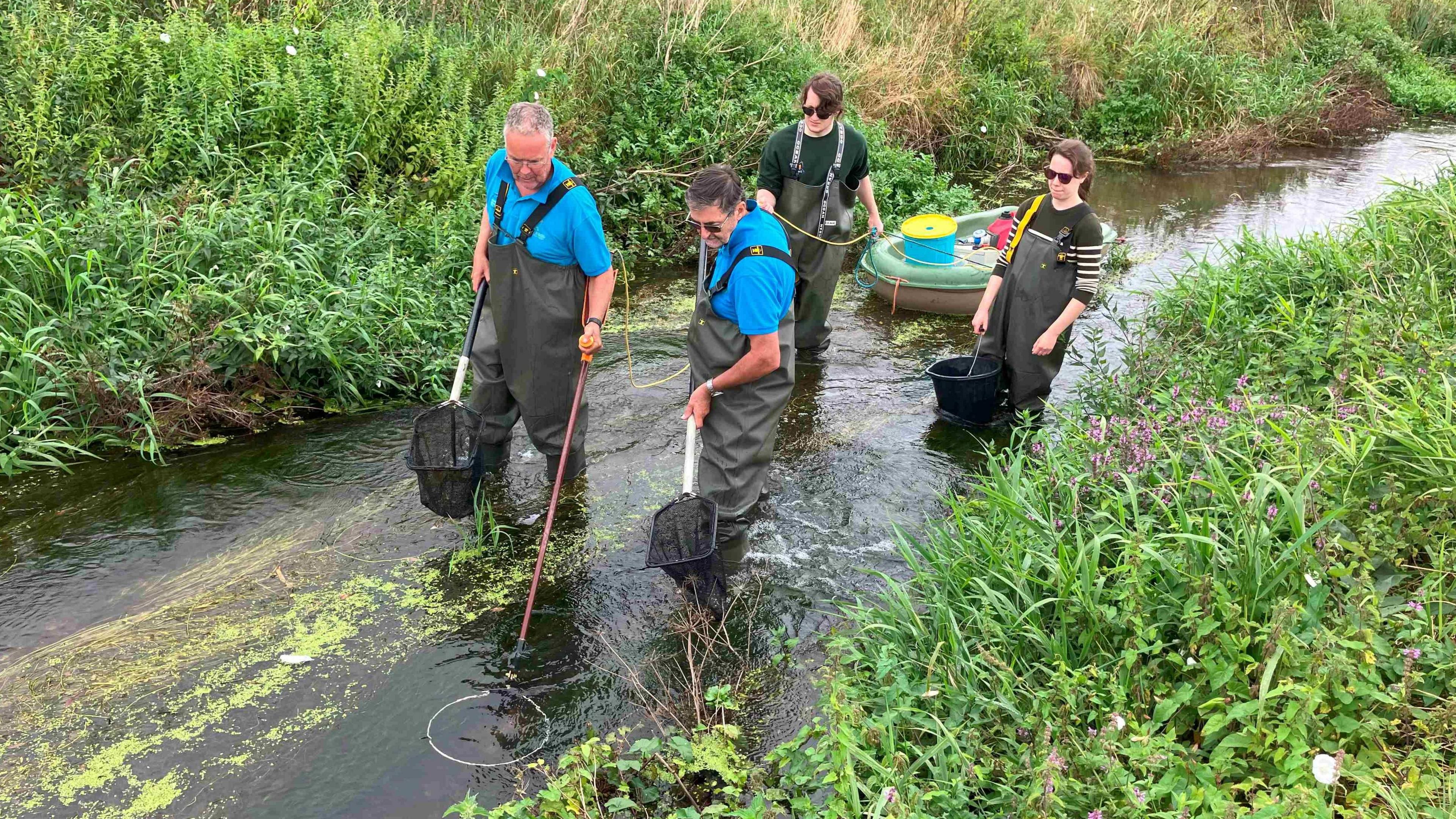 Four researchers wearing waders, knee deep in a narrow stretch of the River Frome and using fishing nets to catch salmon. 