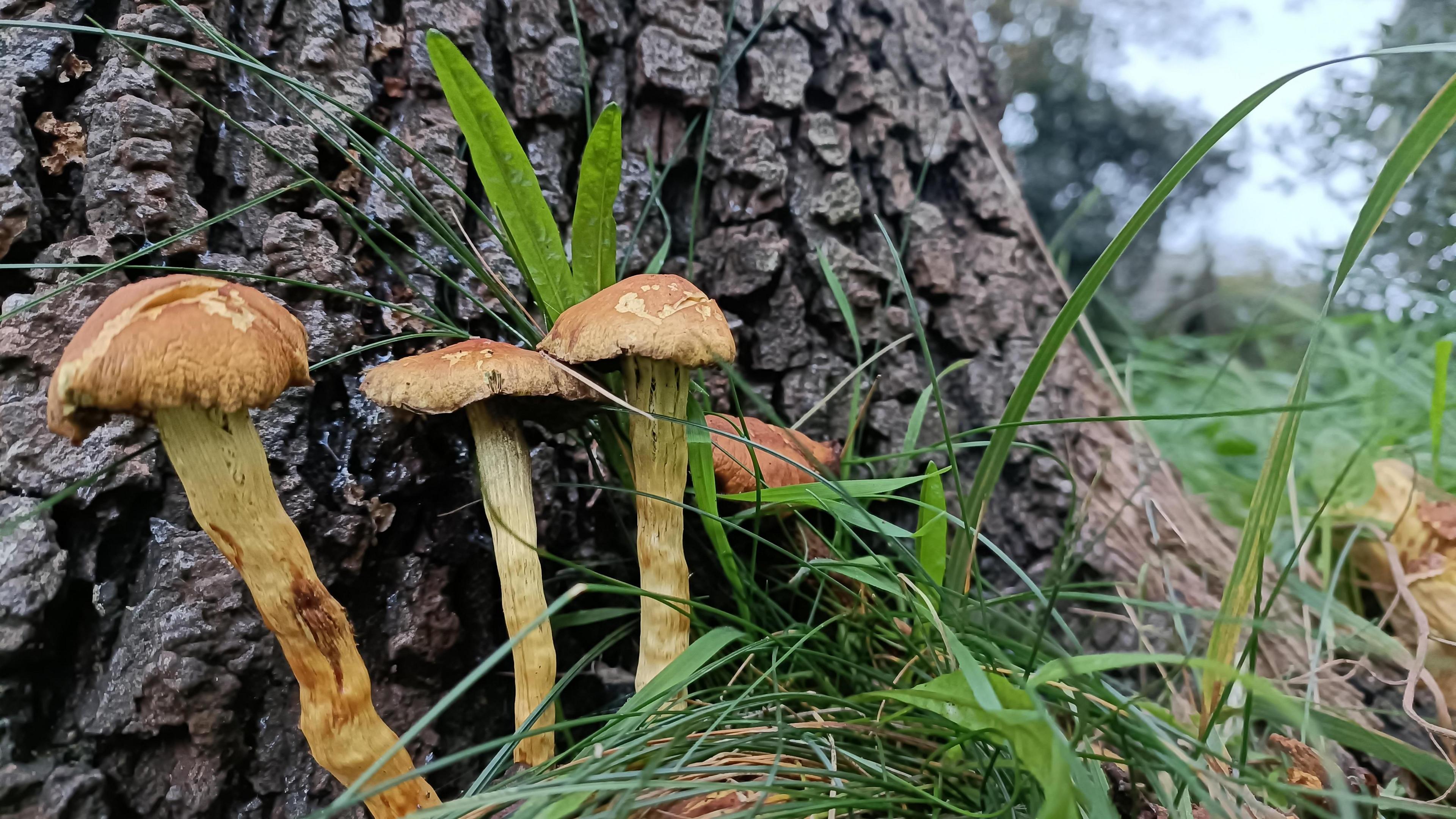 Three brown fungi against a large tree trunk near Mottistone on the Isle of Wight. They are surrounded by long green grass and in the background you can see other trees.