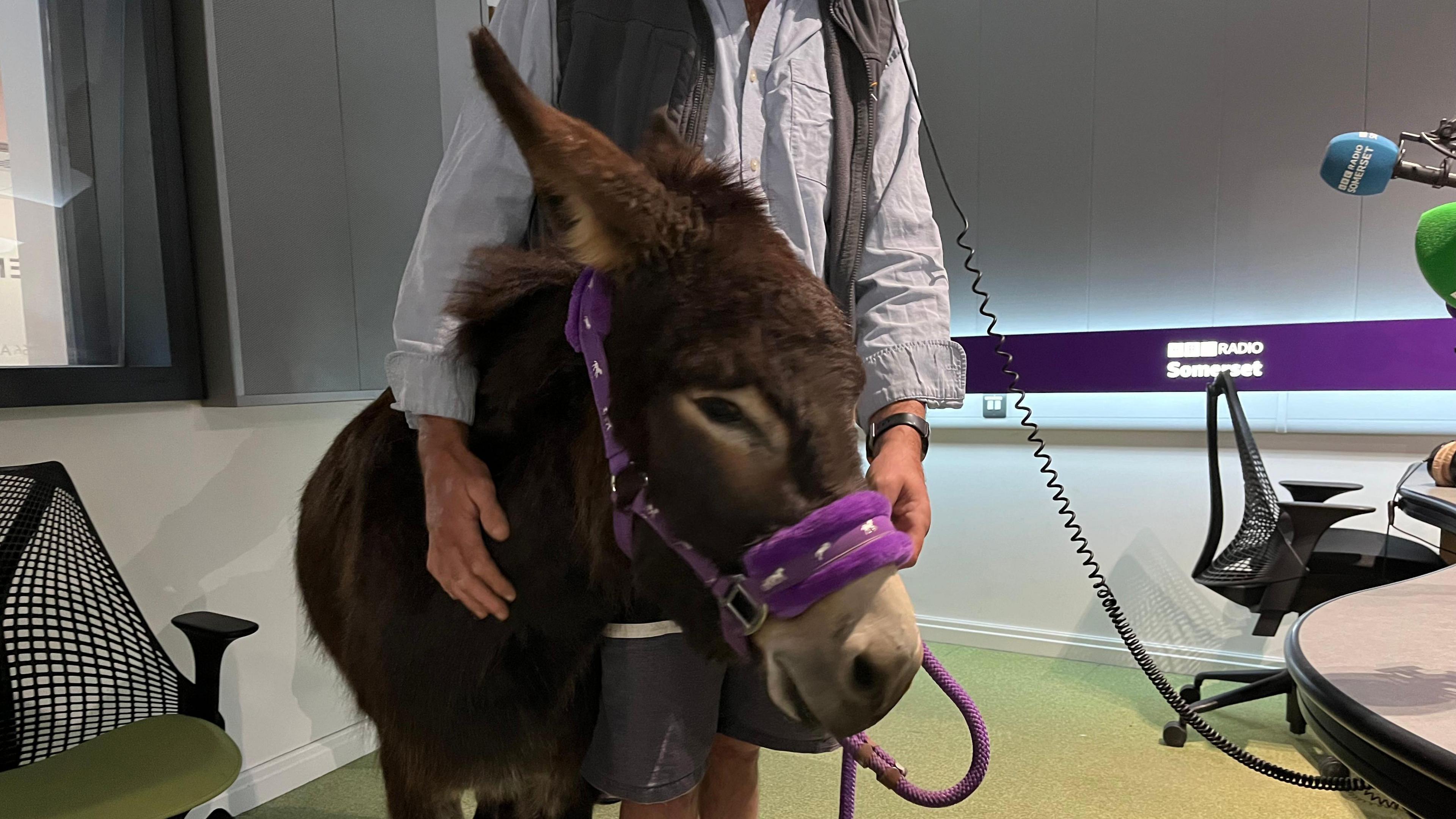 A donkey stood in the BBC Radio Somerset studios