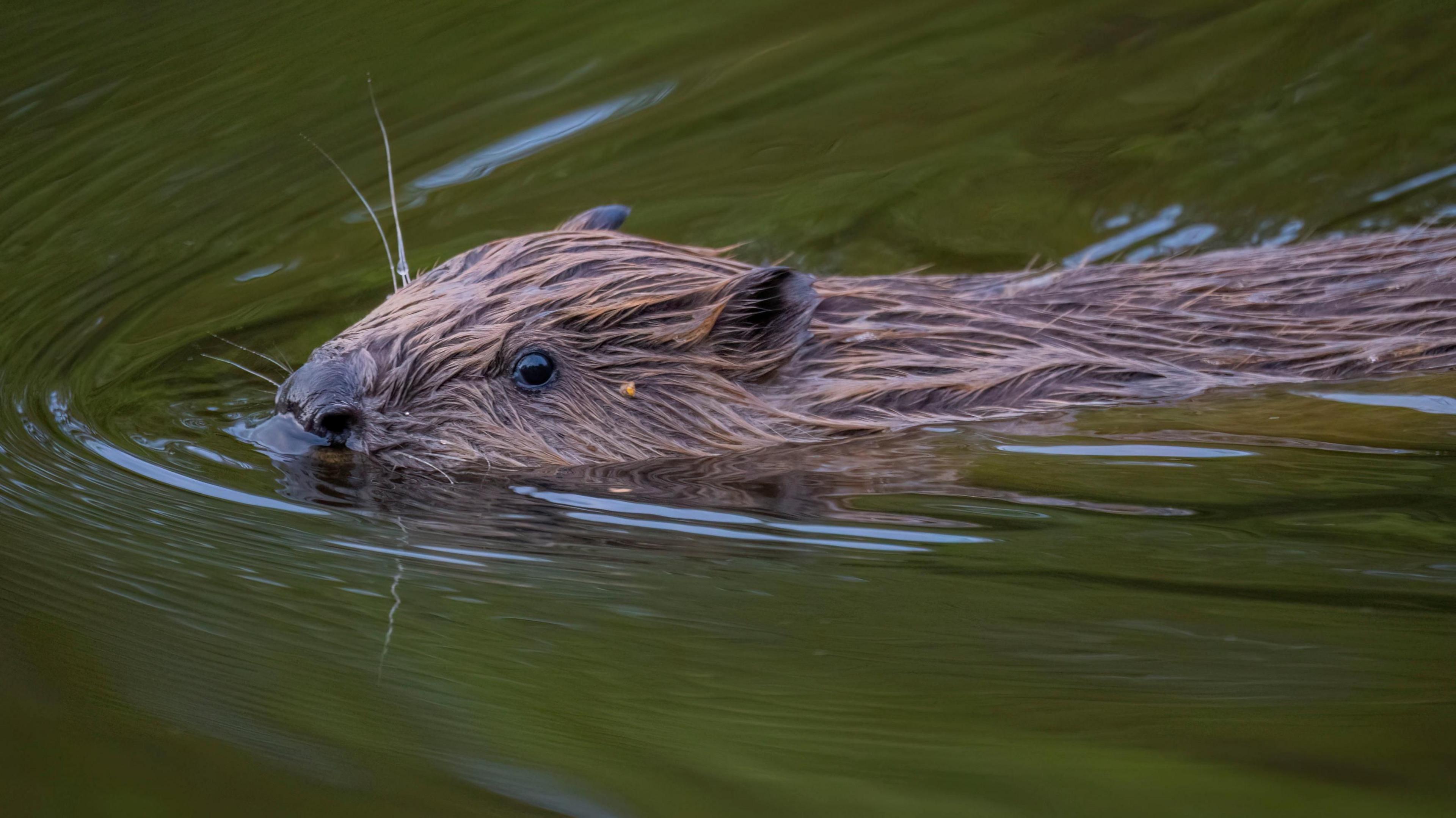 beaver swimming in water.