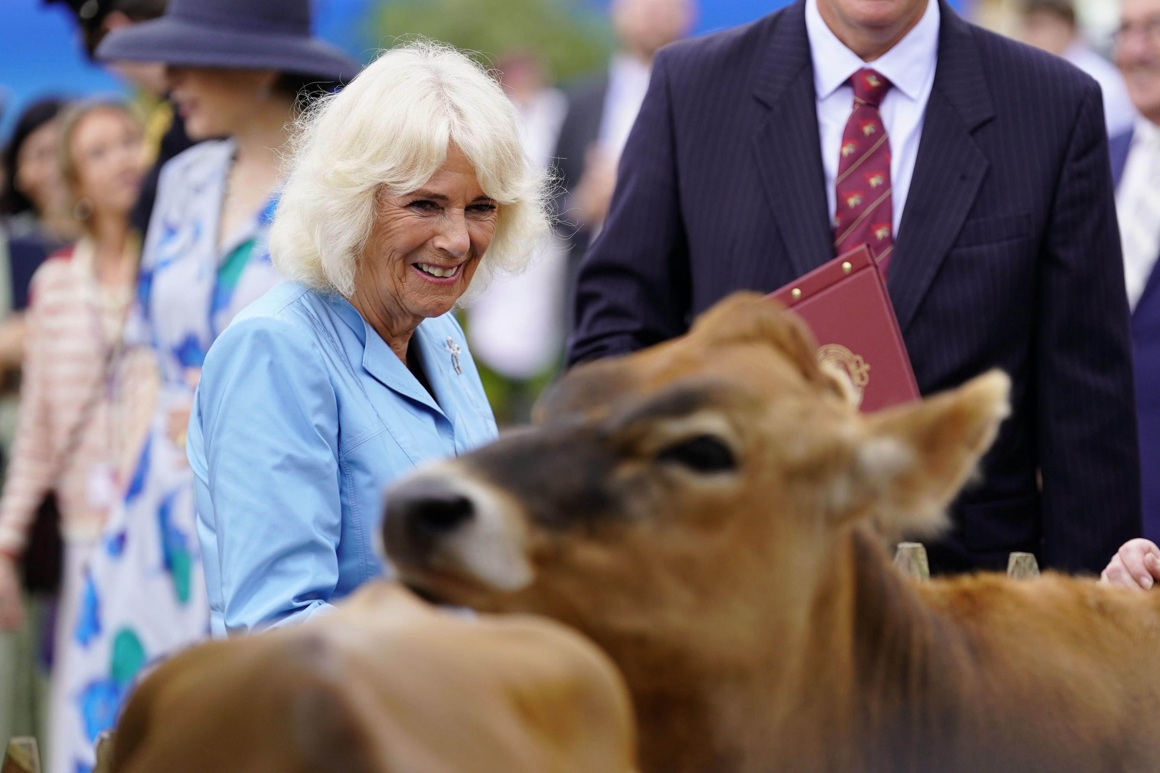 Queen Camilla looking at Jersey cows