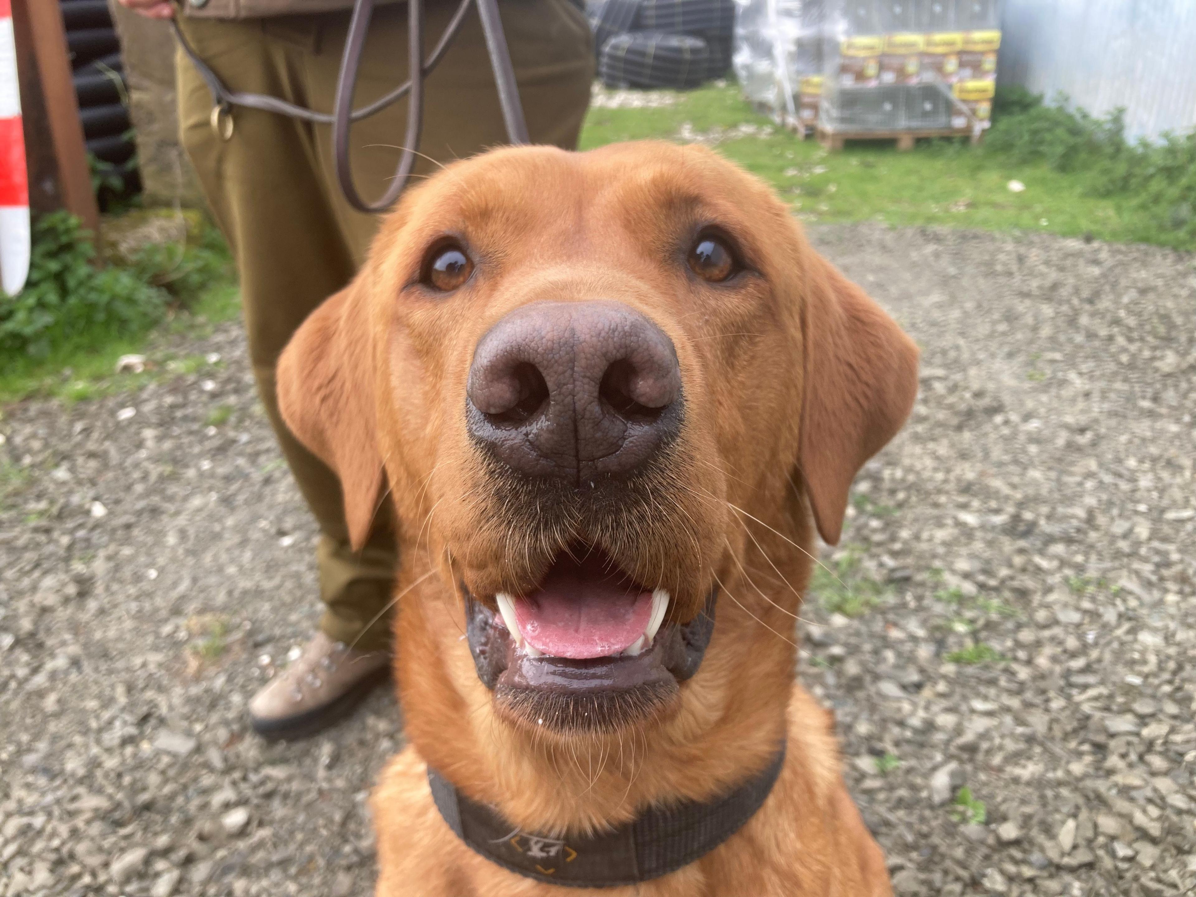 Woody the dog switches detection skills to become rat catcher