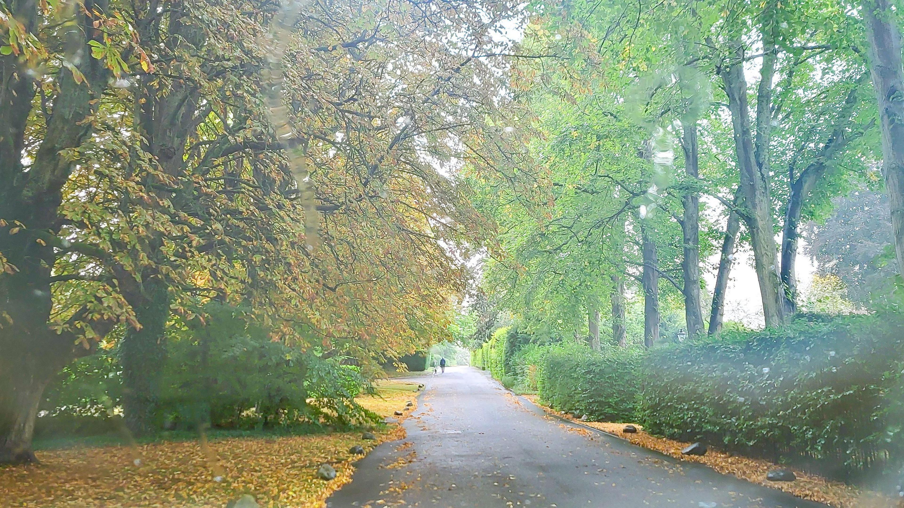 A footpath in Pangbourne surrounded by trees, some of which have started to shed colourful leaves. 