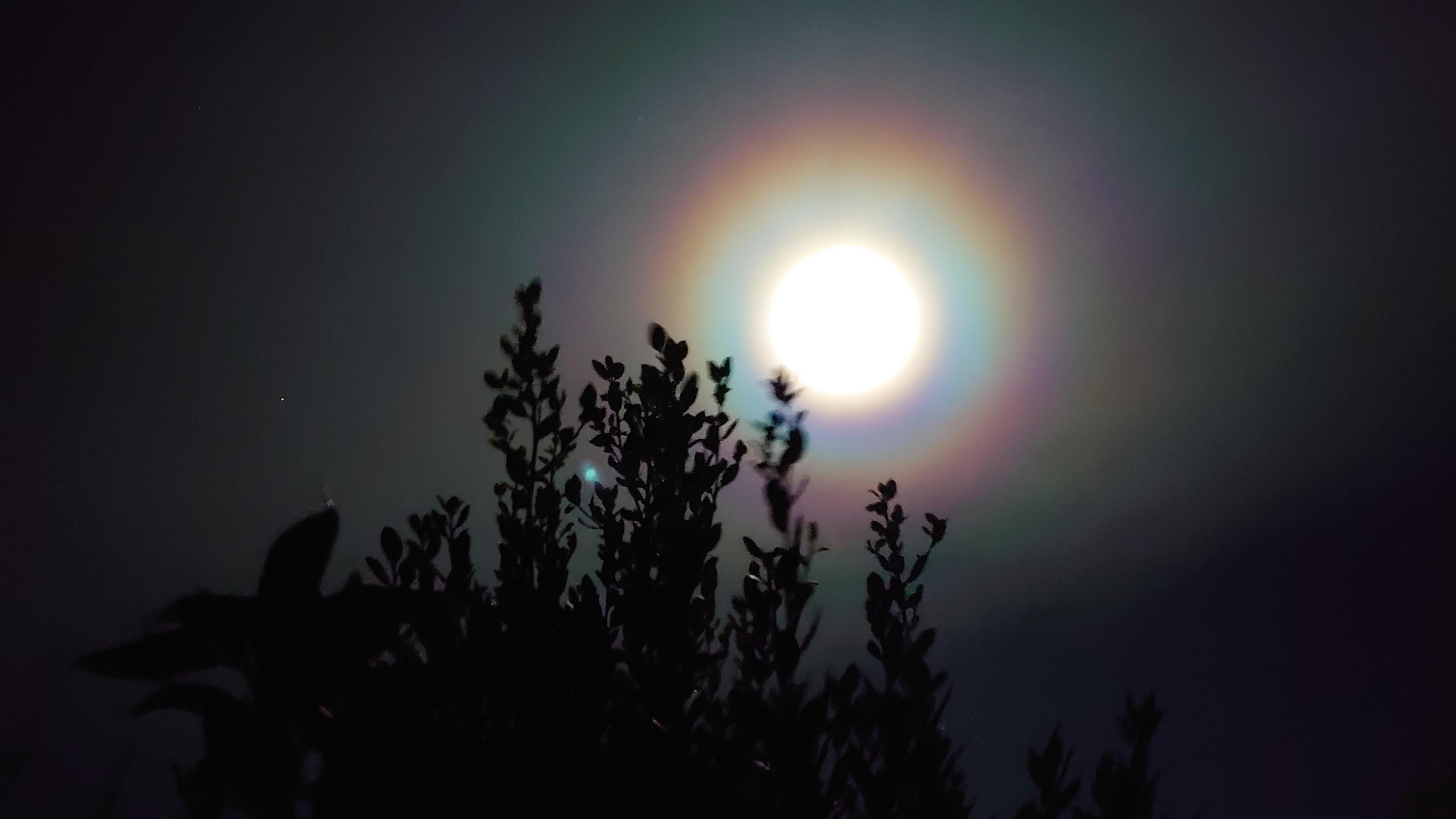 The halo shining over a crop of trees in Woodthorpe, Nottinghamshire