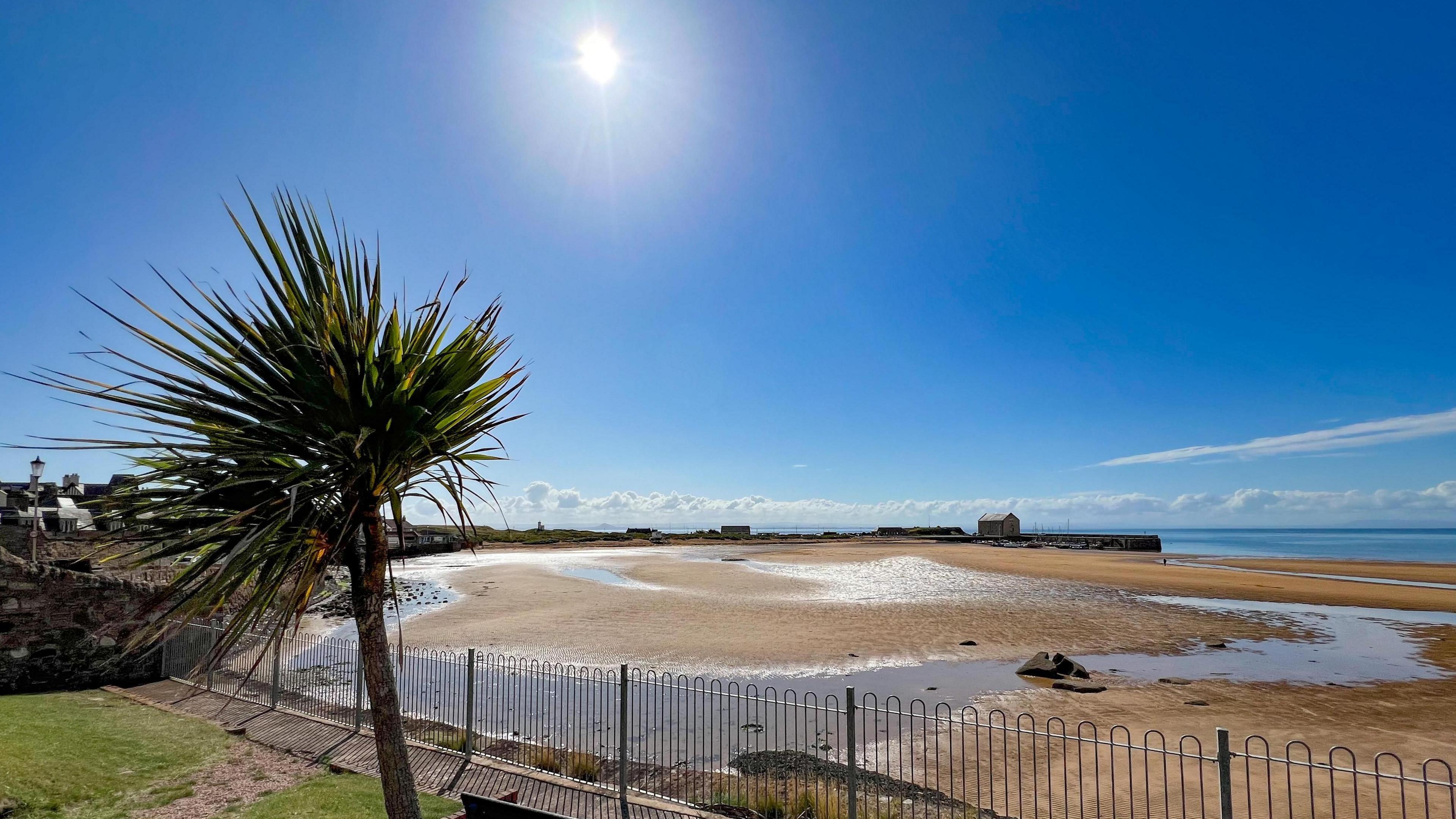 Blue skies and a bright sun with small white clouds in the distance. Palm tree with view across a sandy beach to some buildings in the distance